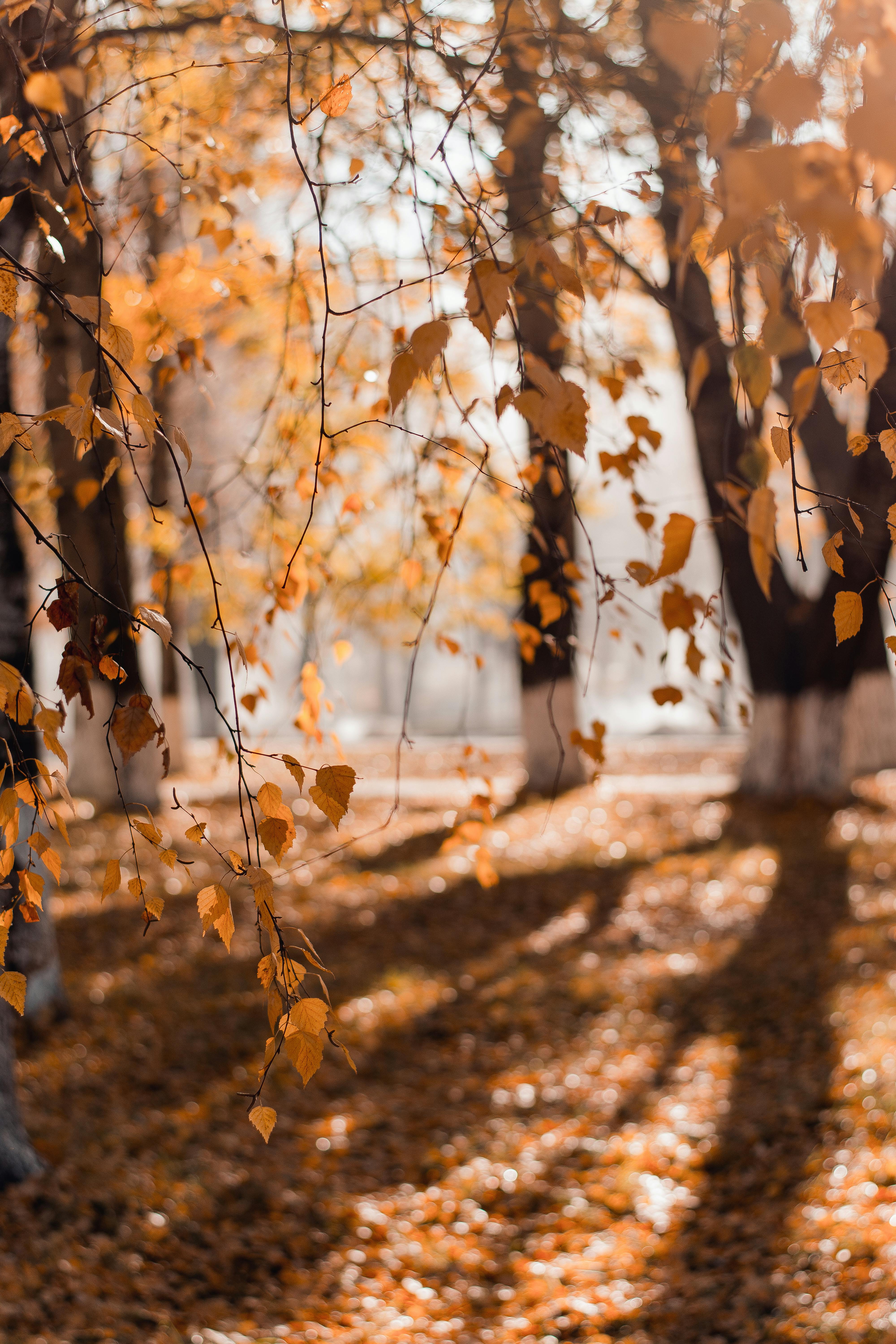 Autumn Photo, Download The BEST Free