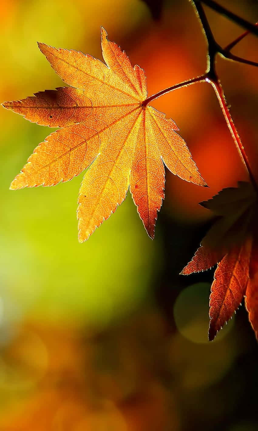 Autumn Leaves Phone Wallpaper