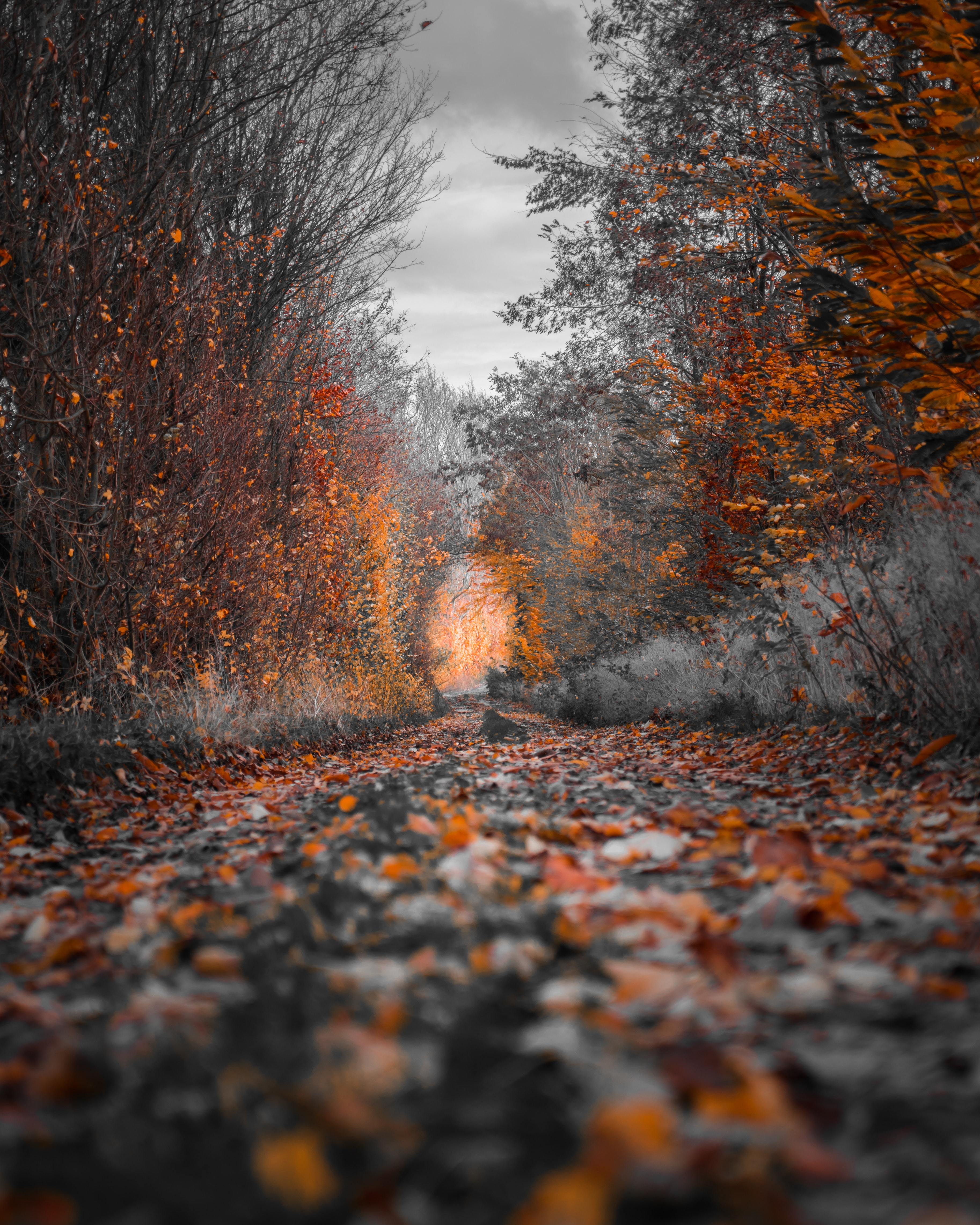 Mobile wallpaper: Autumn, Forest, Alley