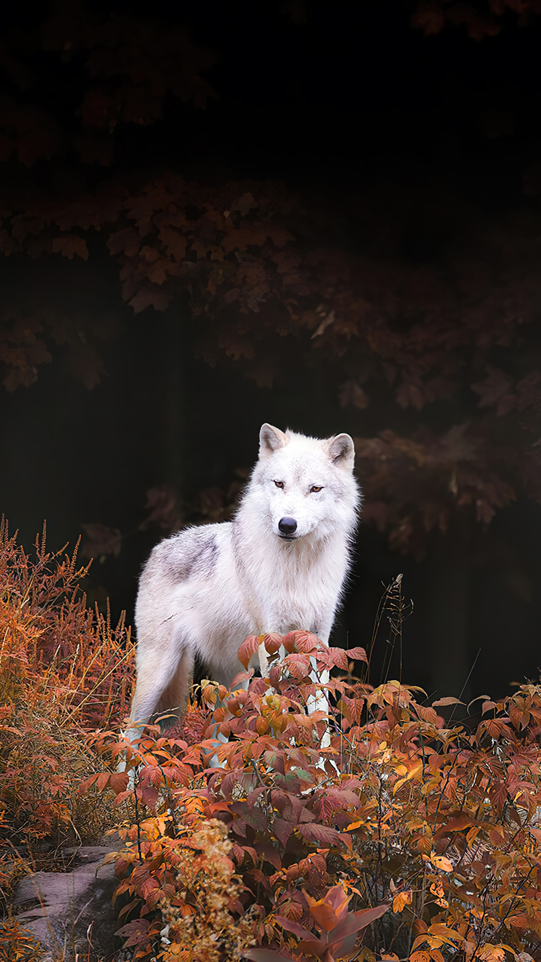 White Wolf Autumn Forest Wallpaper
