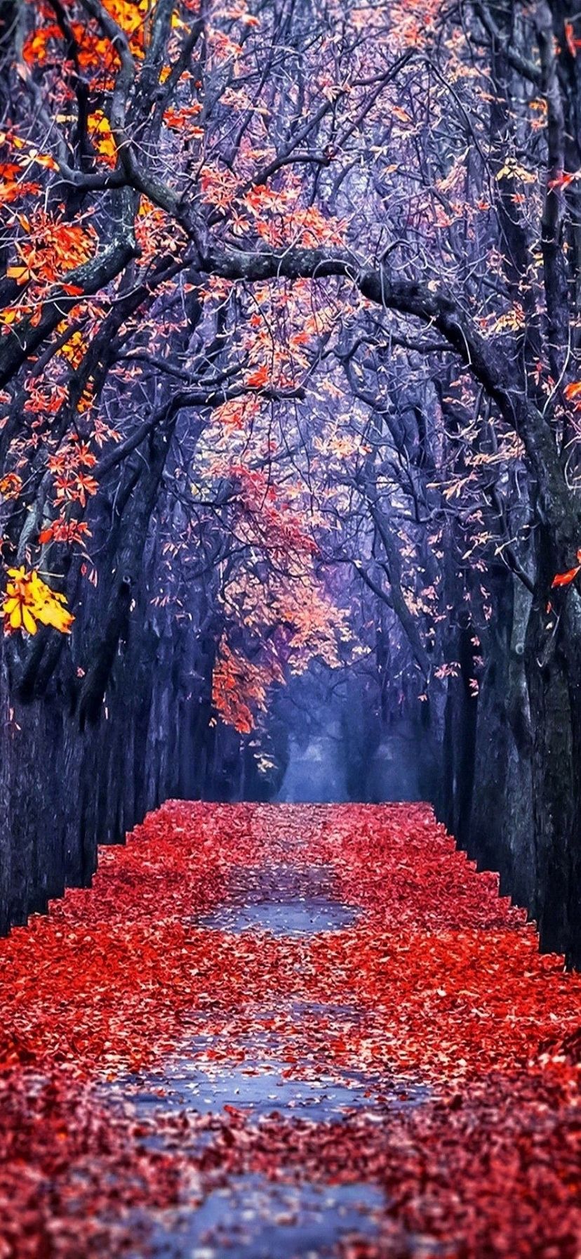 Aesthetic Fall Wallpaper for iPhone