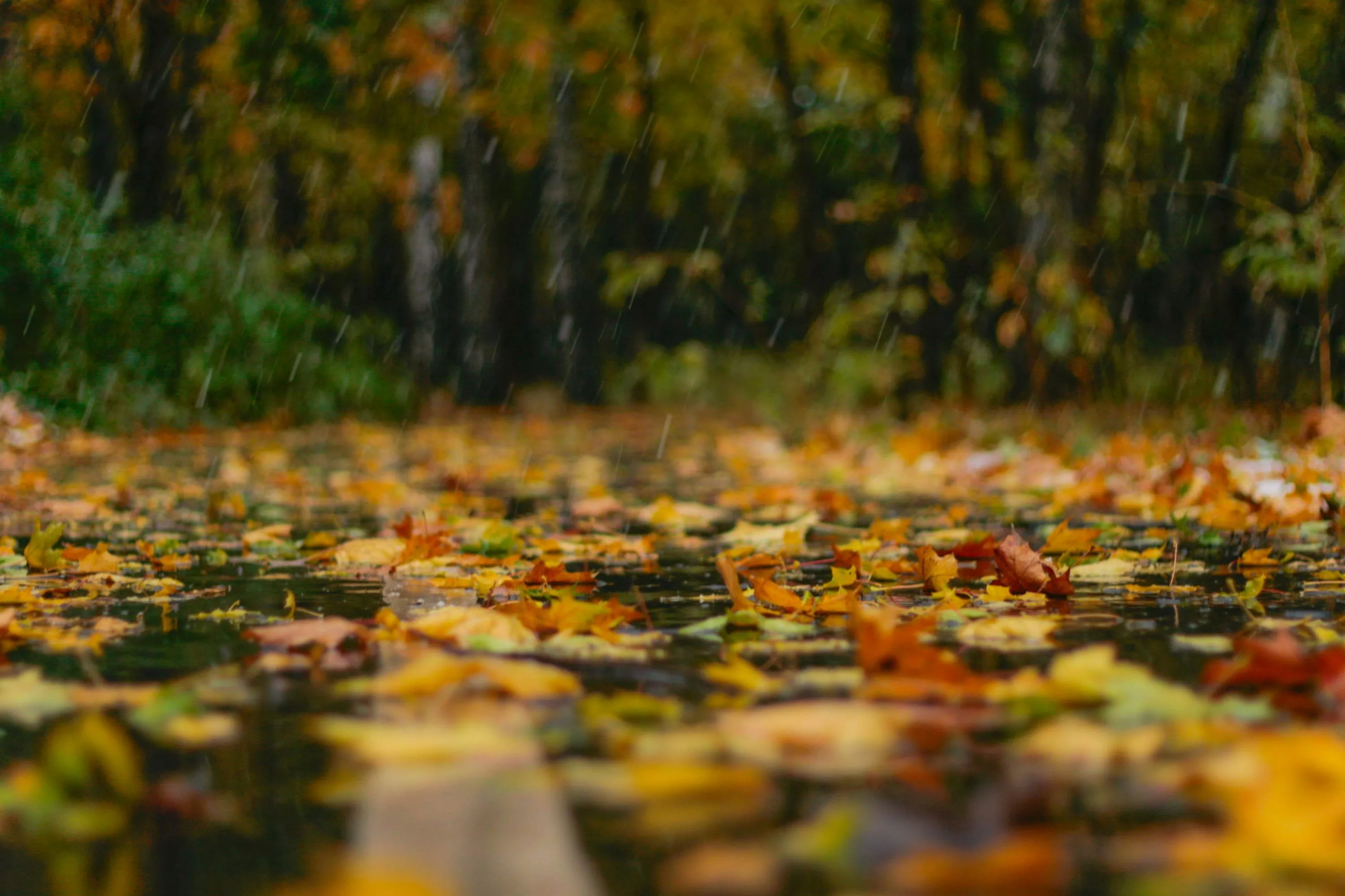 Cozy Autumn Picture. Download Free