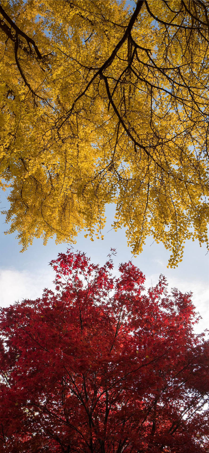 Autumn iPhone Wallpaper
