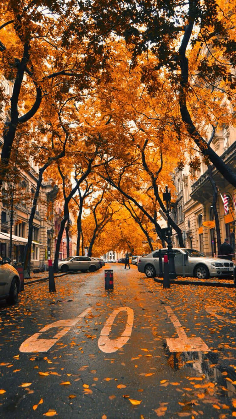 Fall iPhone Background. Wallpaper