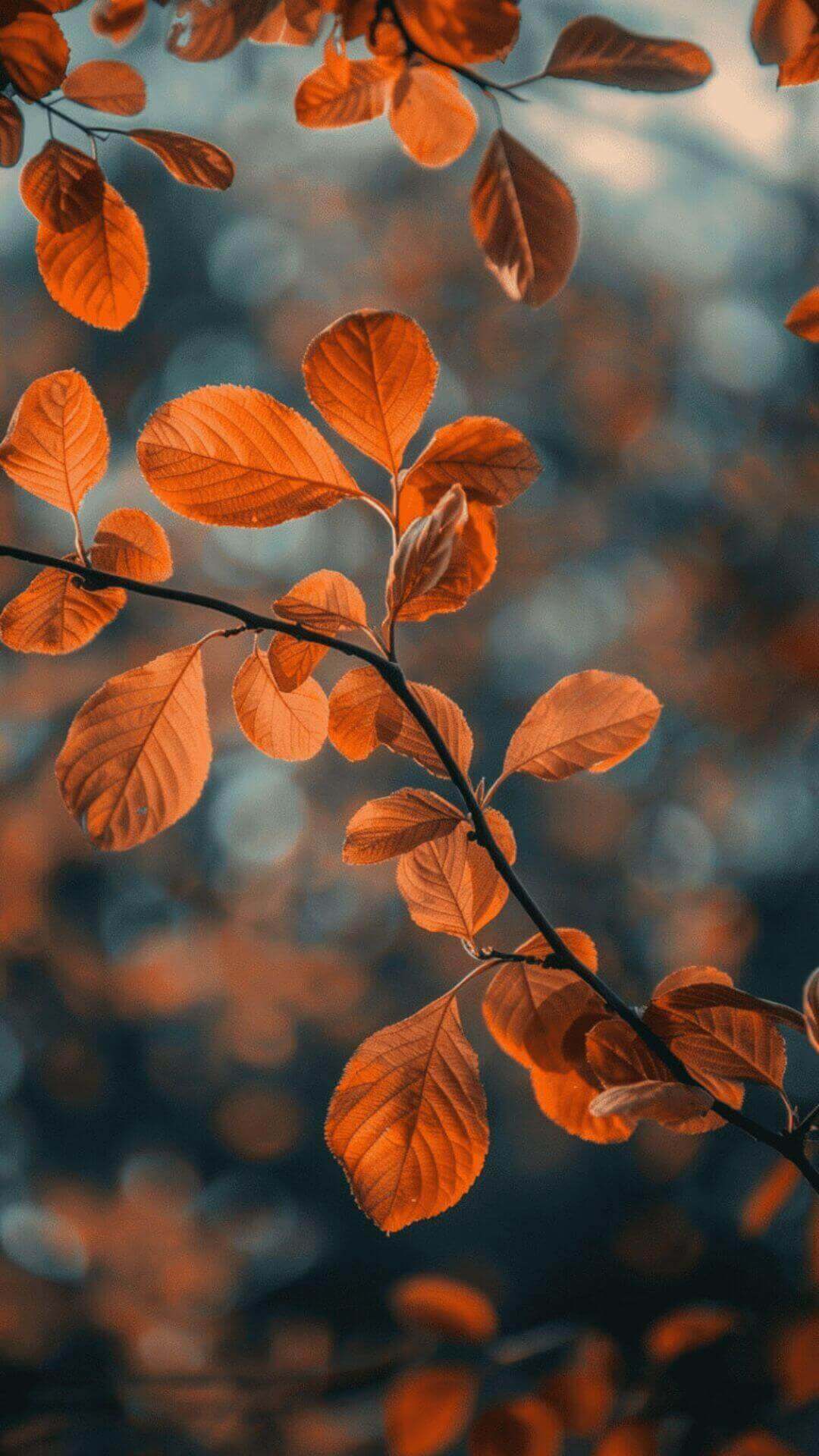 Free Fall iPhone Wallpaper Halloween