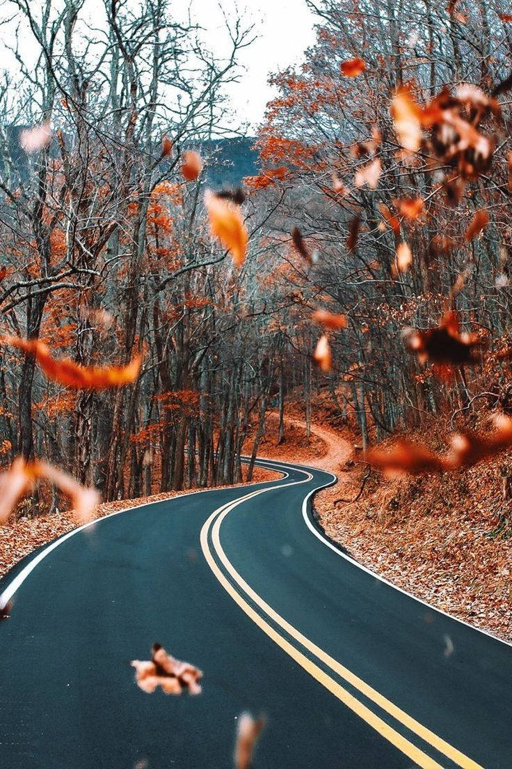 Fall iPhone HD Wallpaper