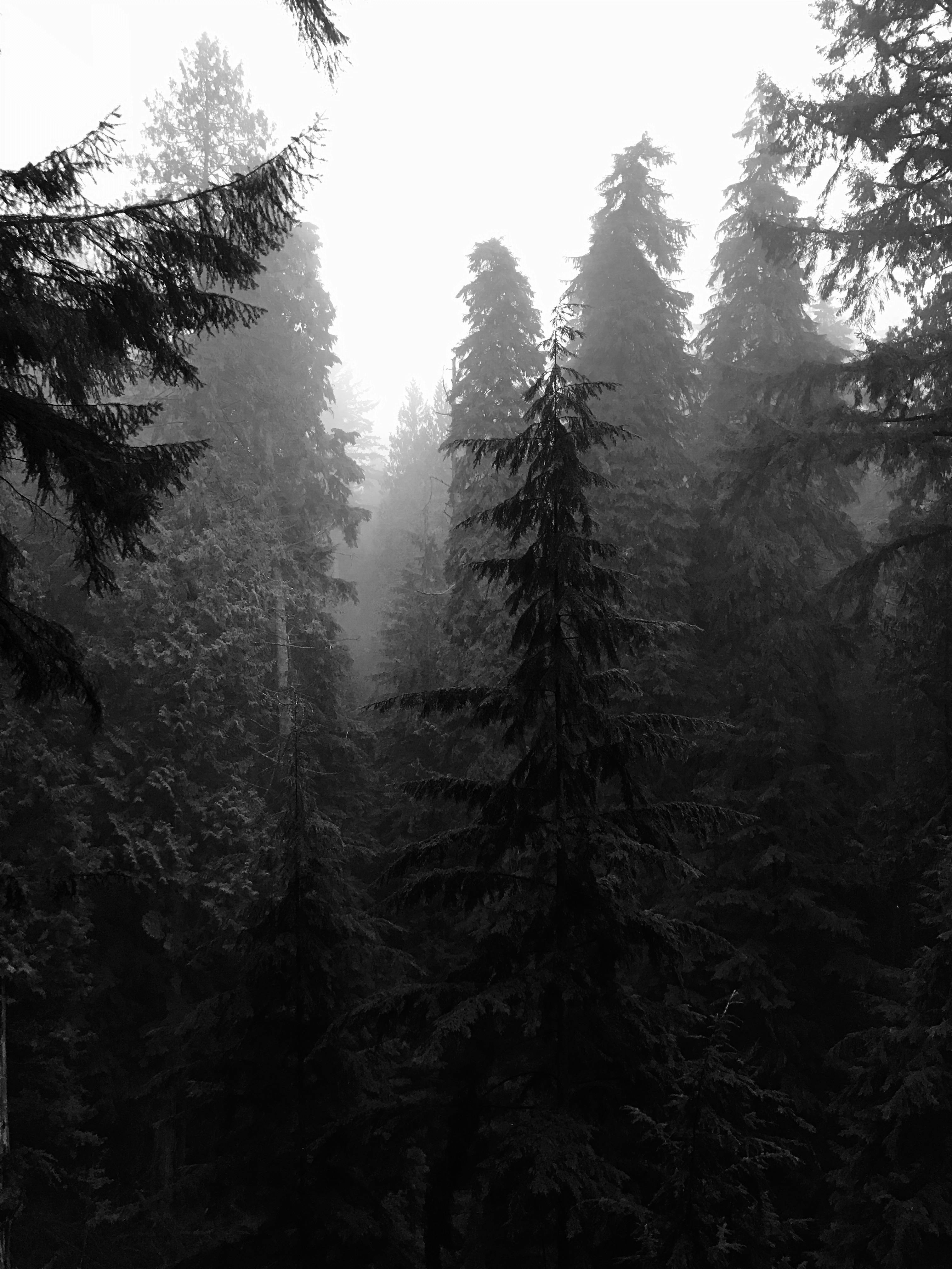 Dark Forest Wallpaper Photo, Download