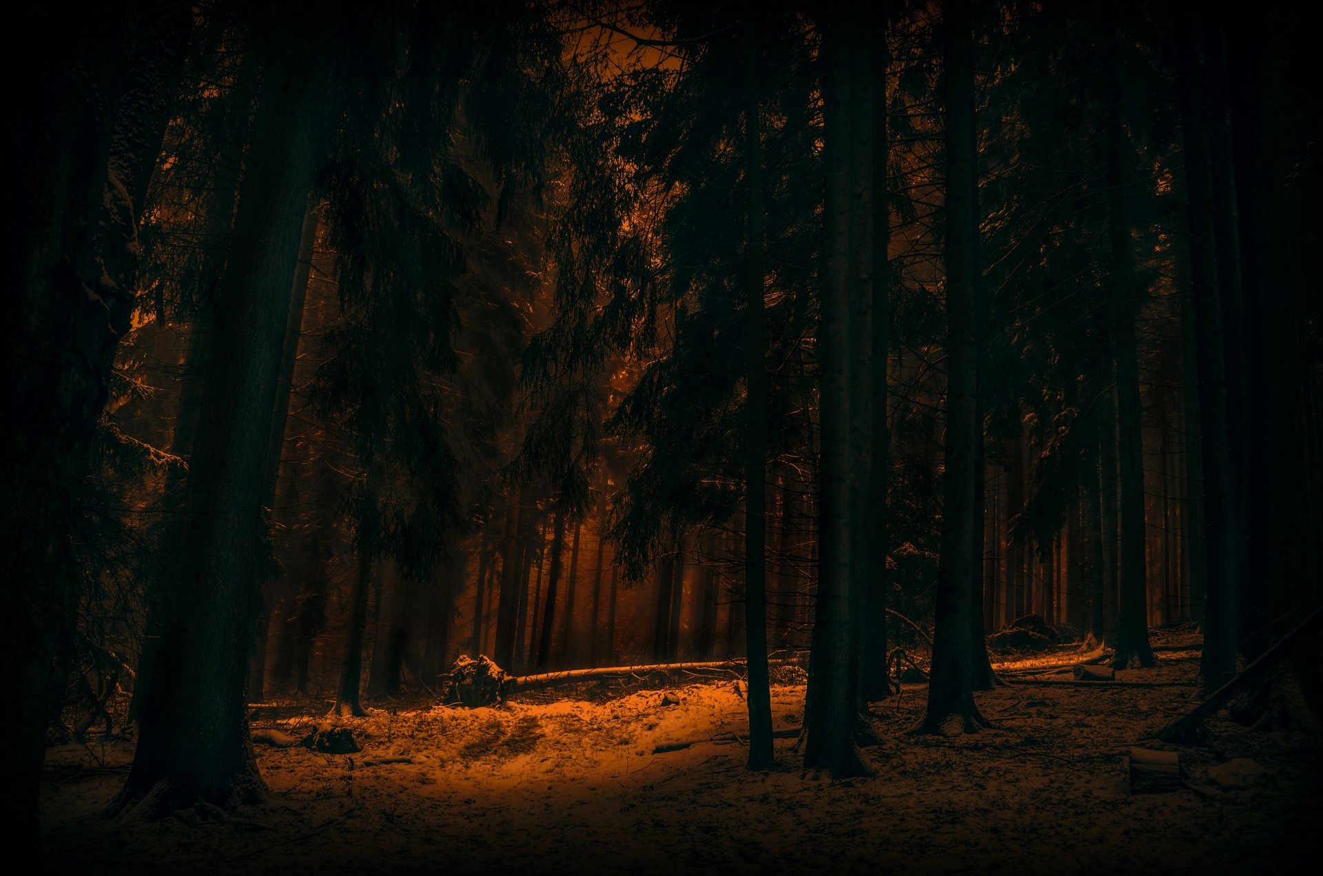 4K Ultra HD Winter Forest: Dark Trees in Nature's Silent Embrace