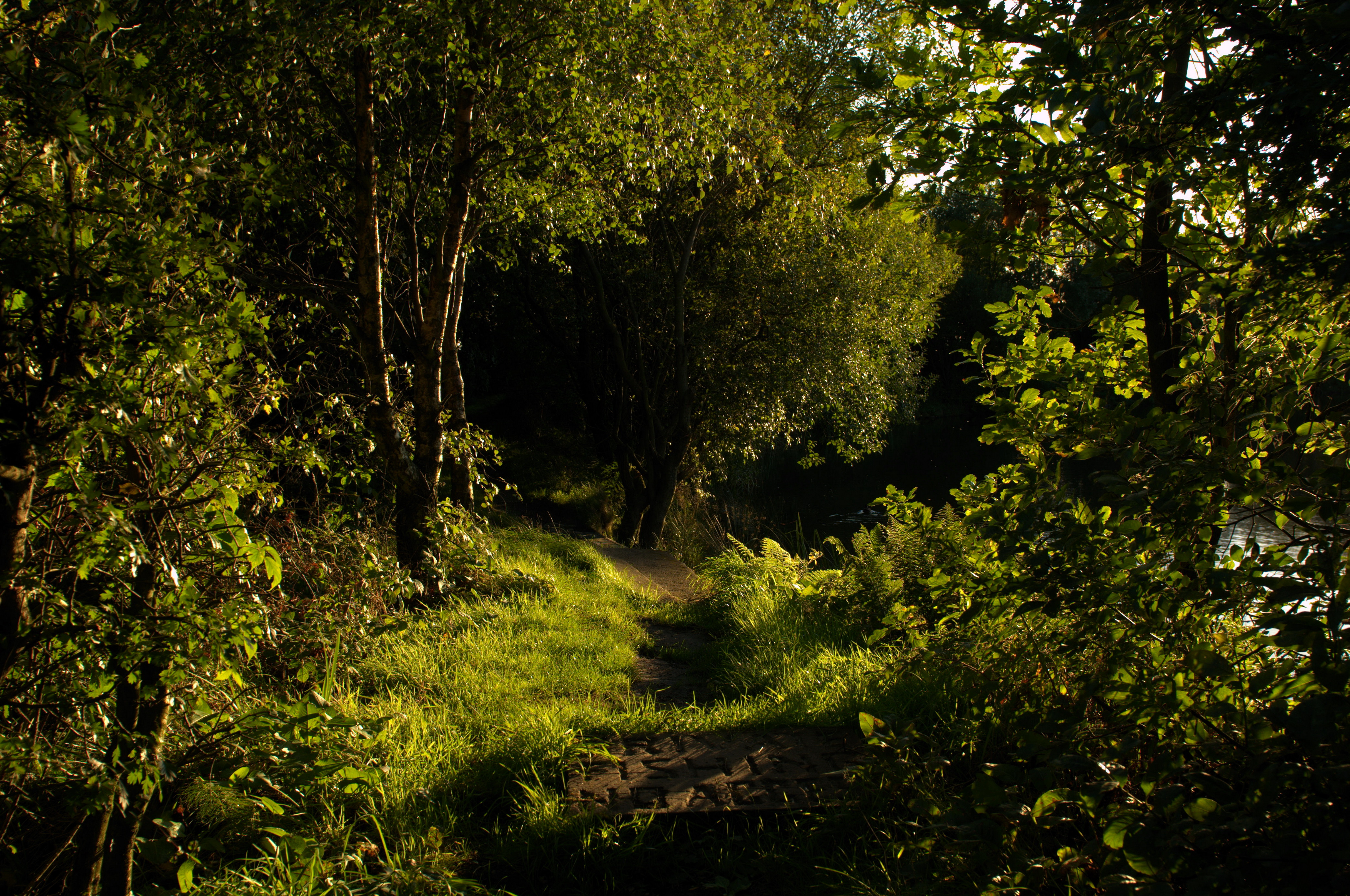 Nature Path 4k Ultra HD Wallpaper