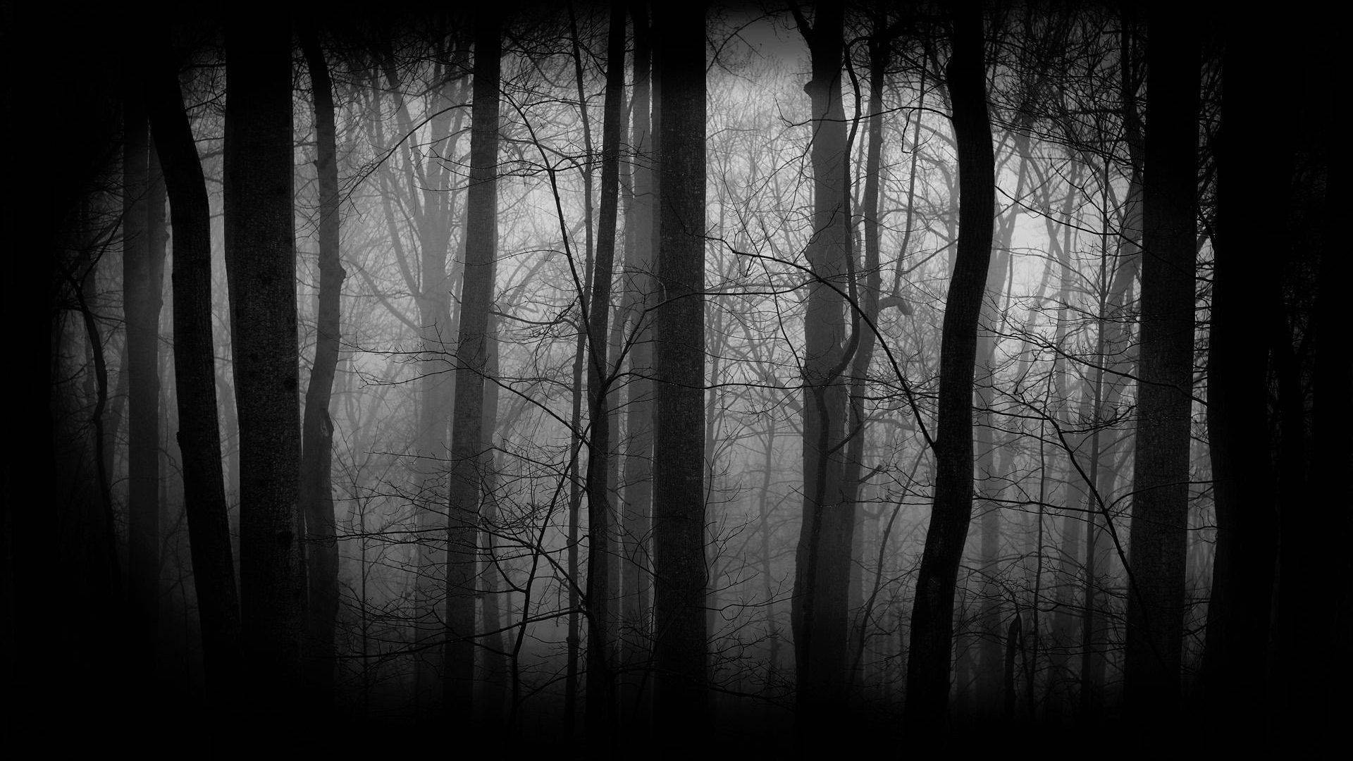 Dark Forest Wallpaper