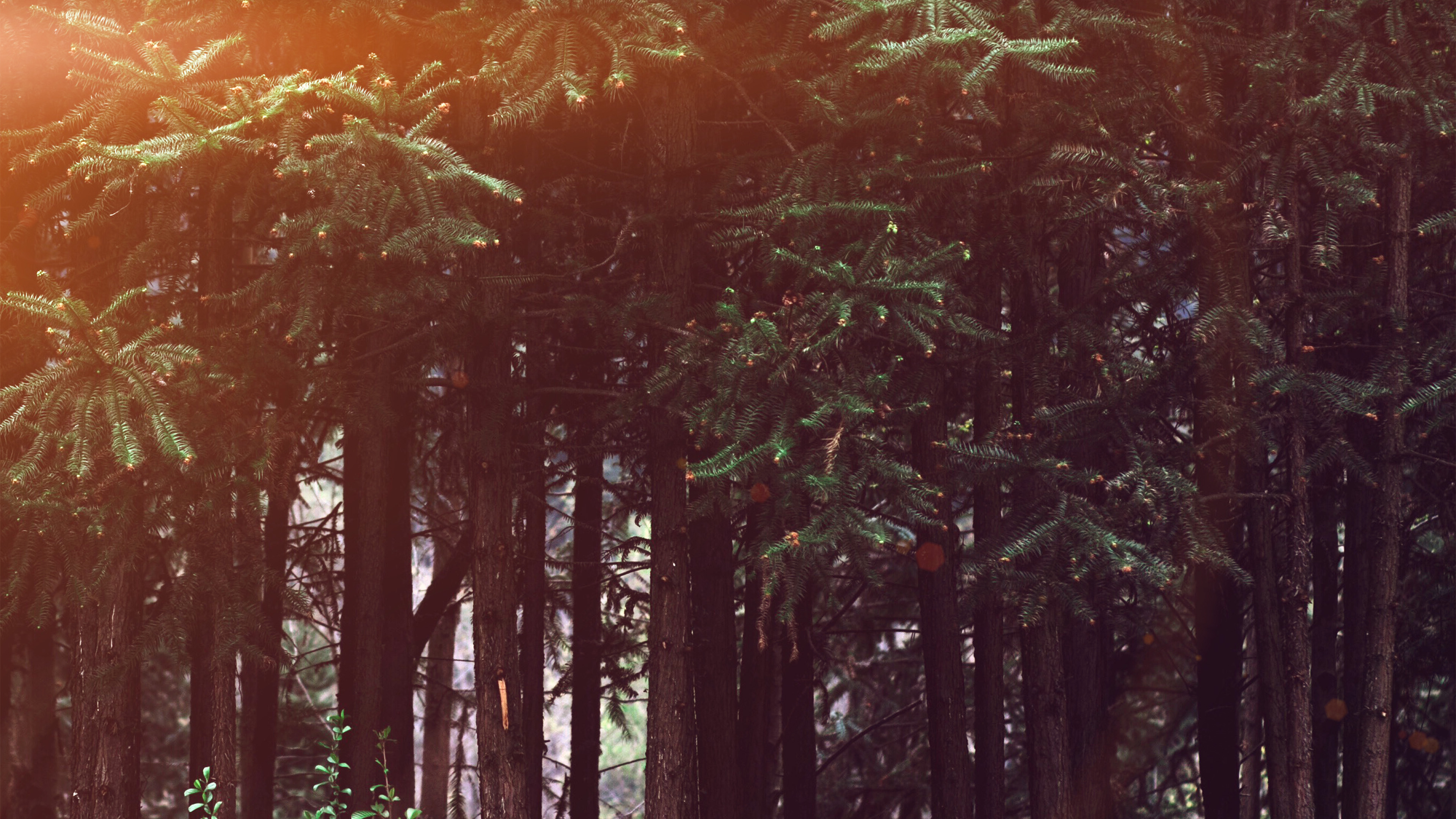 Wood Forest Dark Night Tree Nature