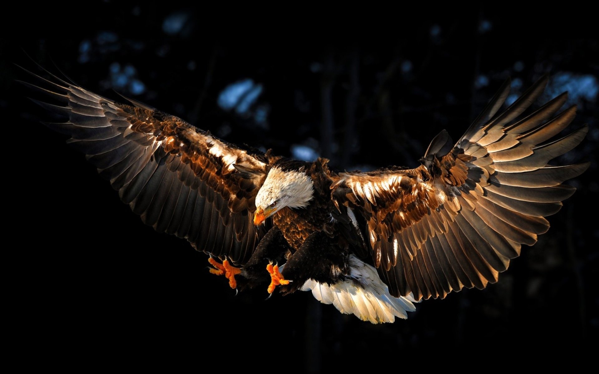 Majestic Bald Eagle in Flight Wallpaperx1200