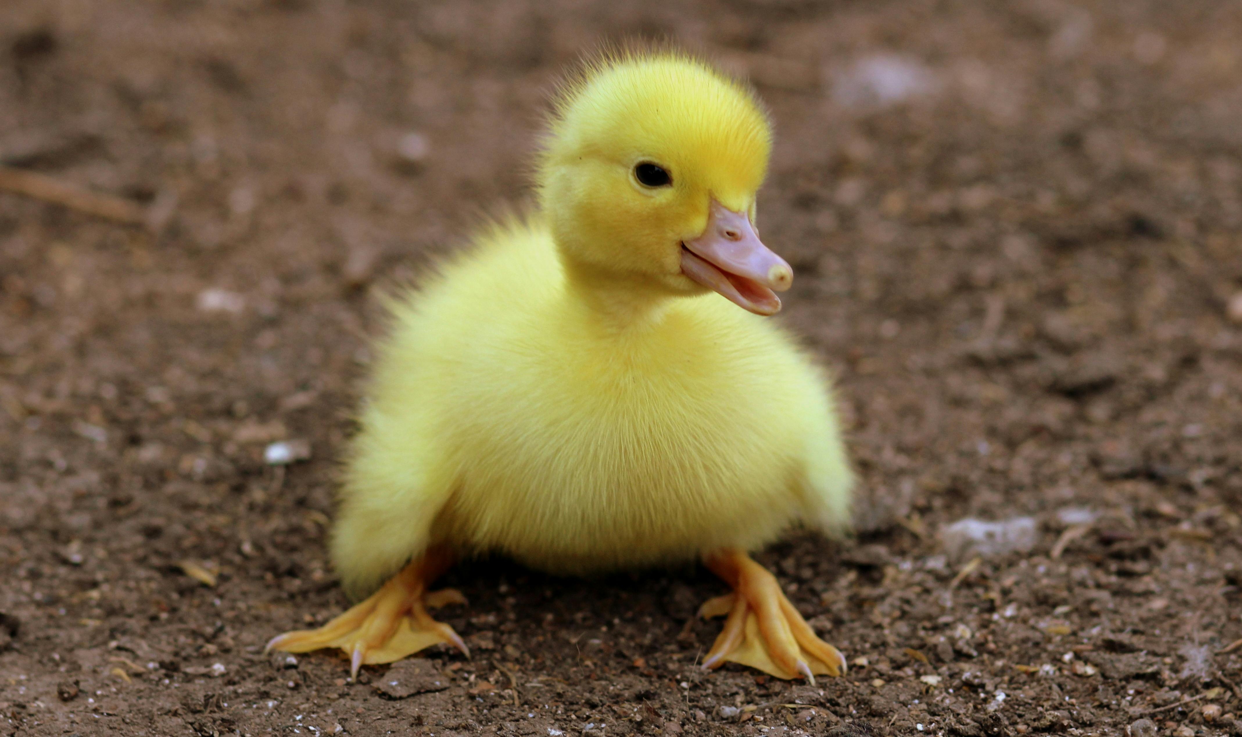 6,Best Duck Photo · 100% Free