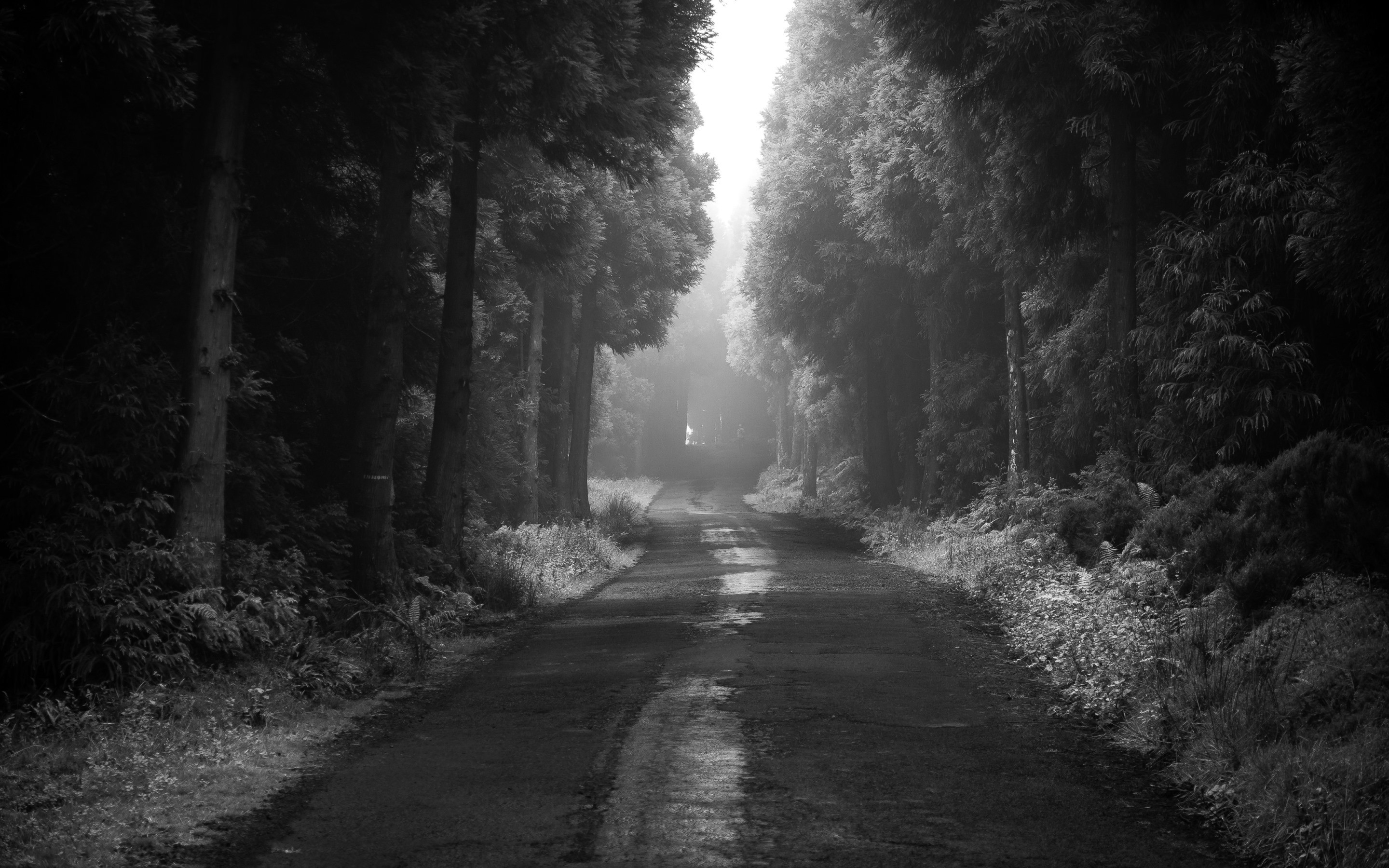 Road thru the dark forest 2880x1800