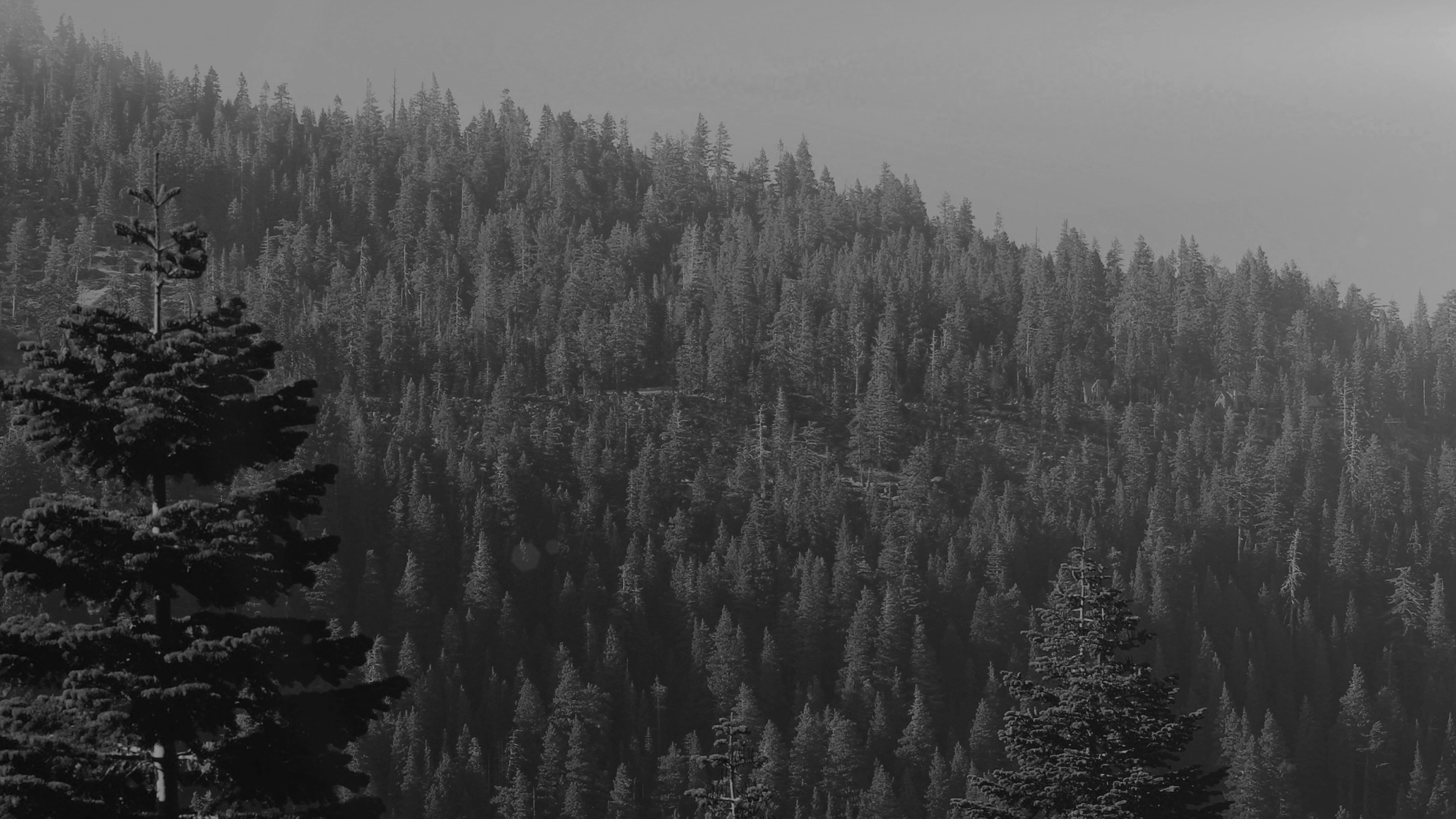 Tree Wood Mountain Nature Dark Bw