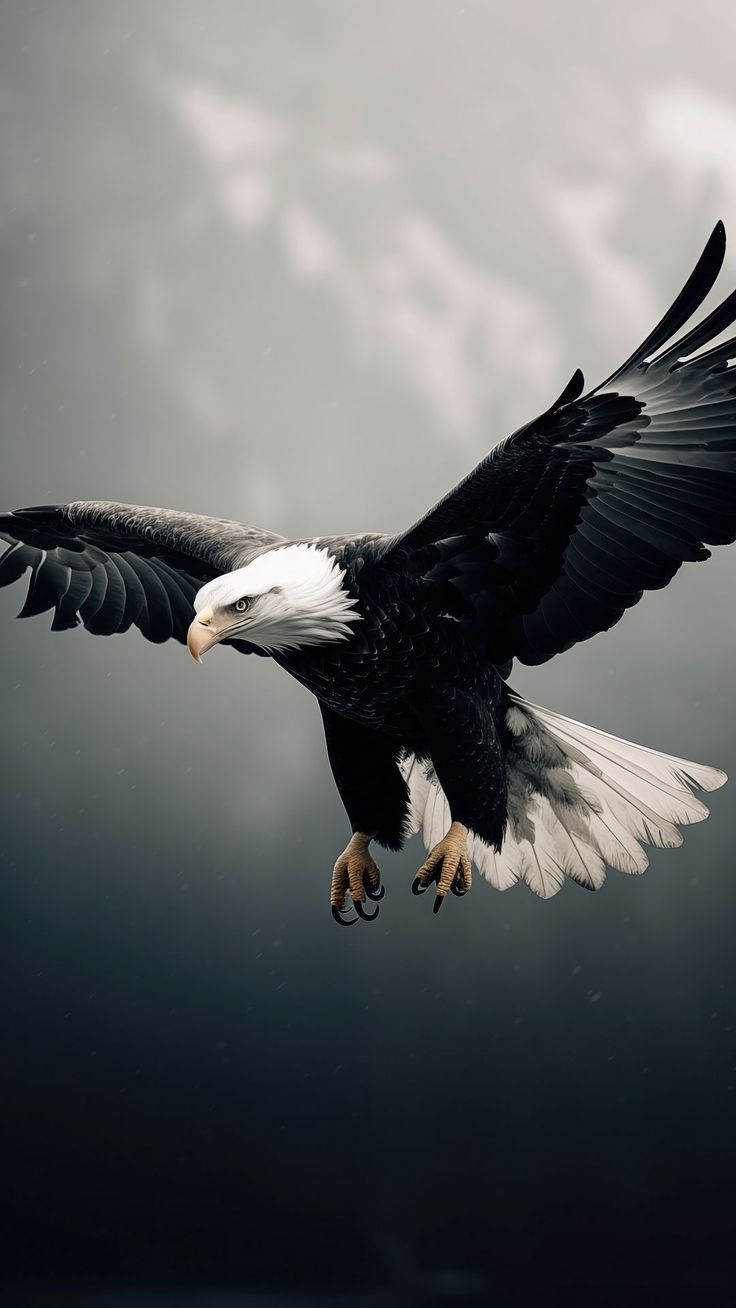 Wallpaper bird, eagle, wings, sky