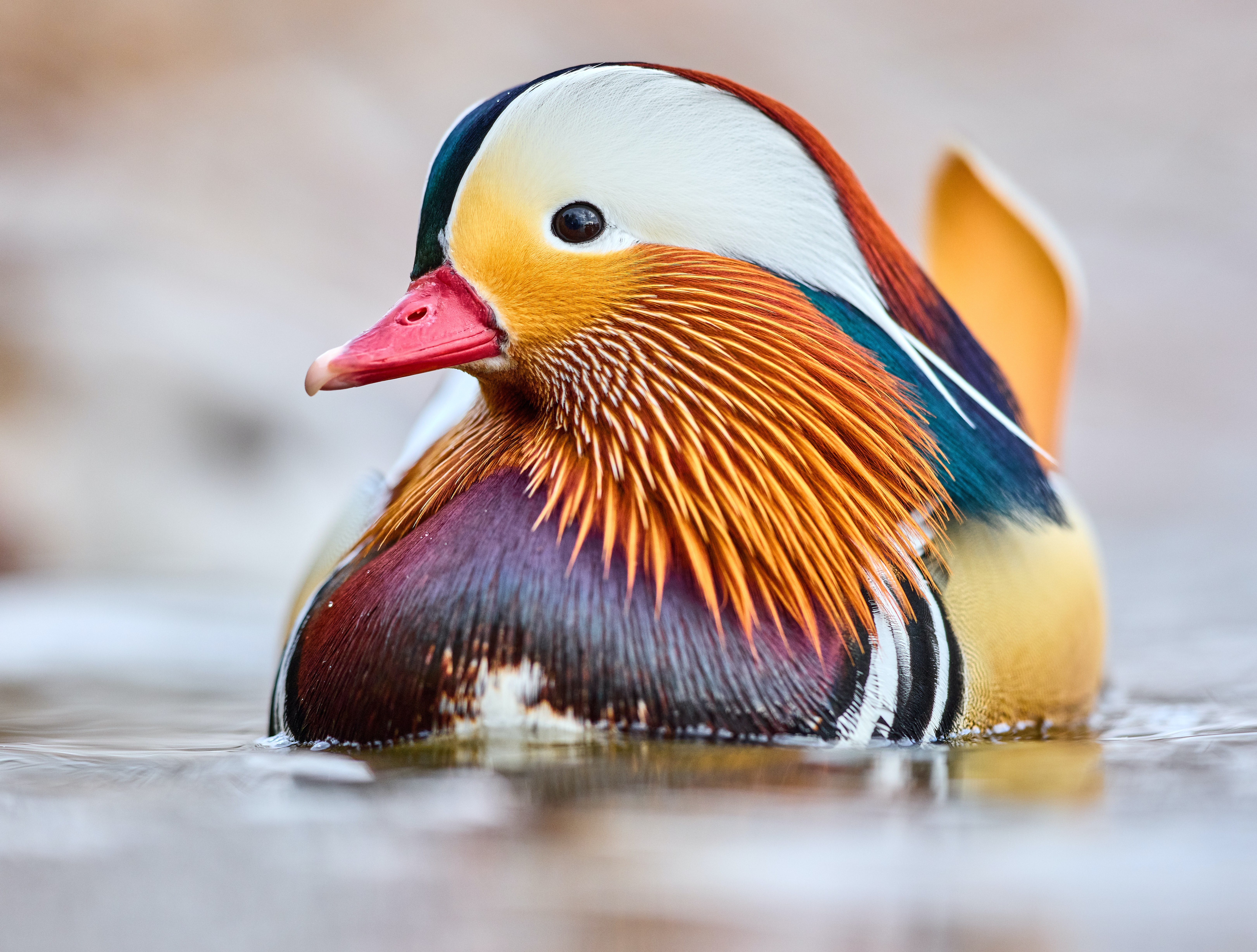 Download Duck Bird Animal Mandarin Duck