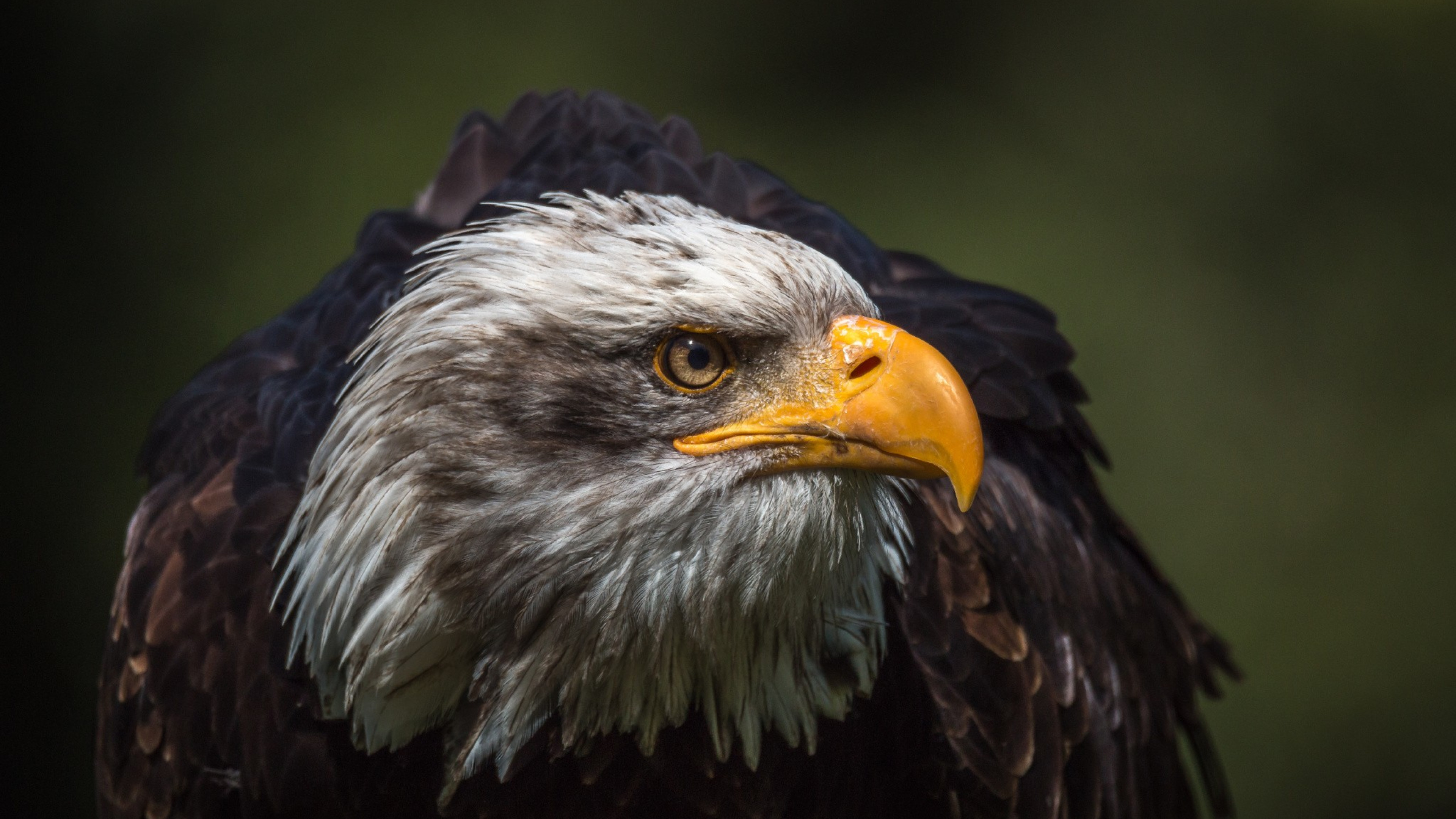 Wallpaper Black and White Eagle in Close up Photography, Background Free Image