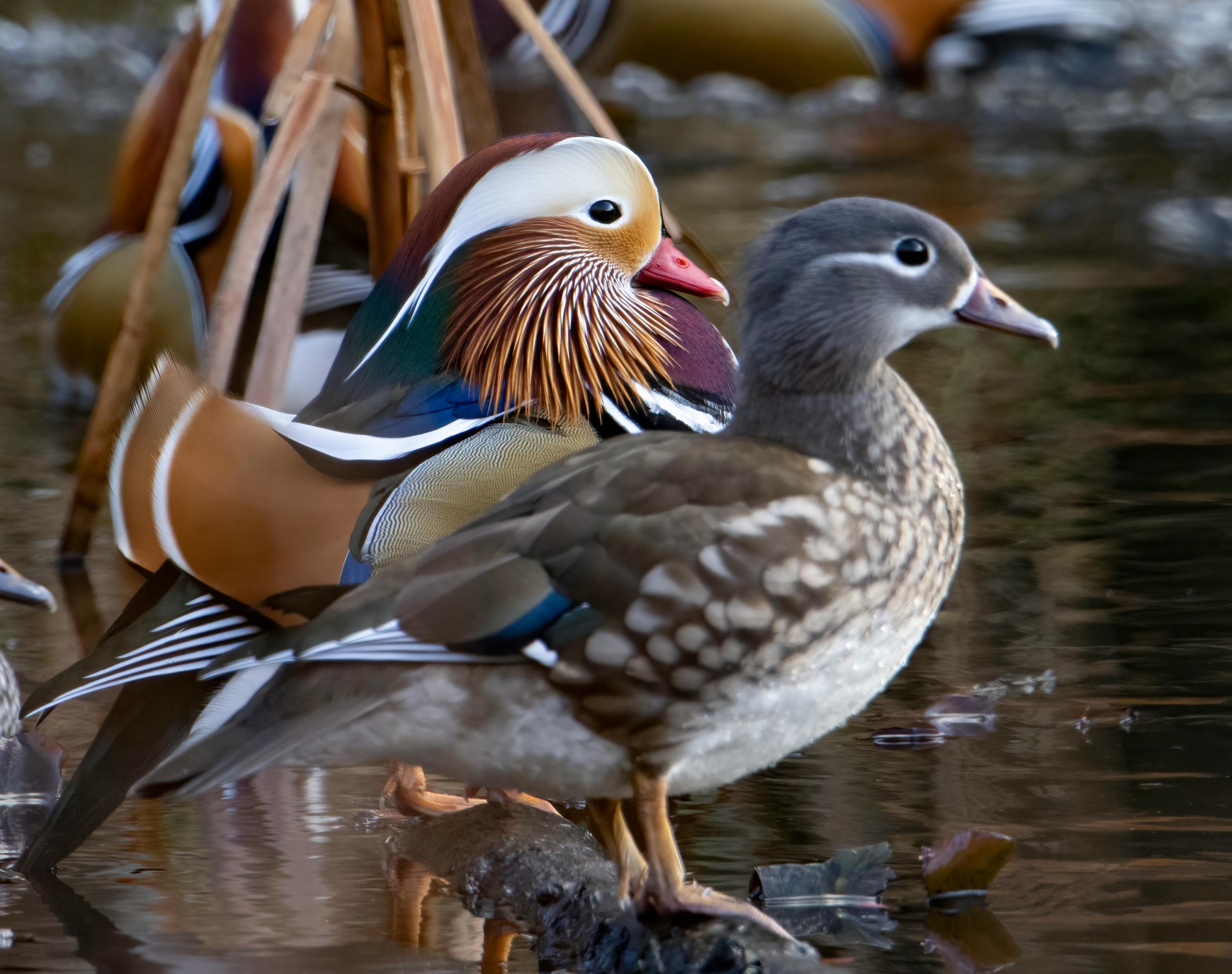 Mandarin Ducks Photo, Download