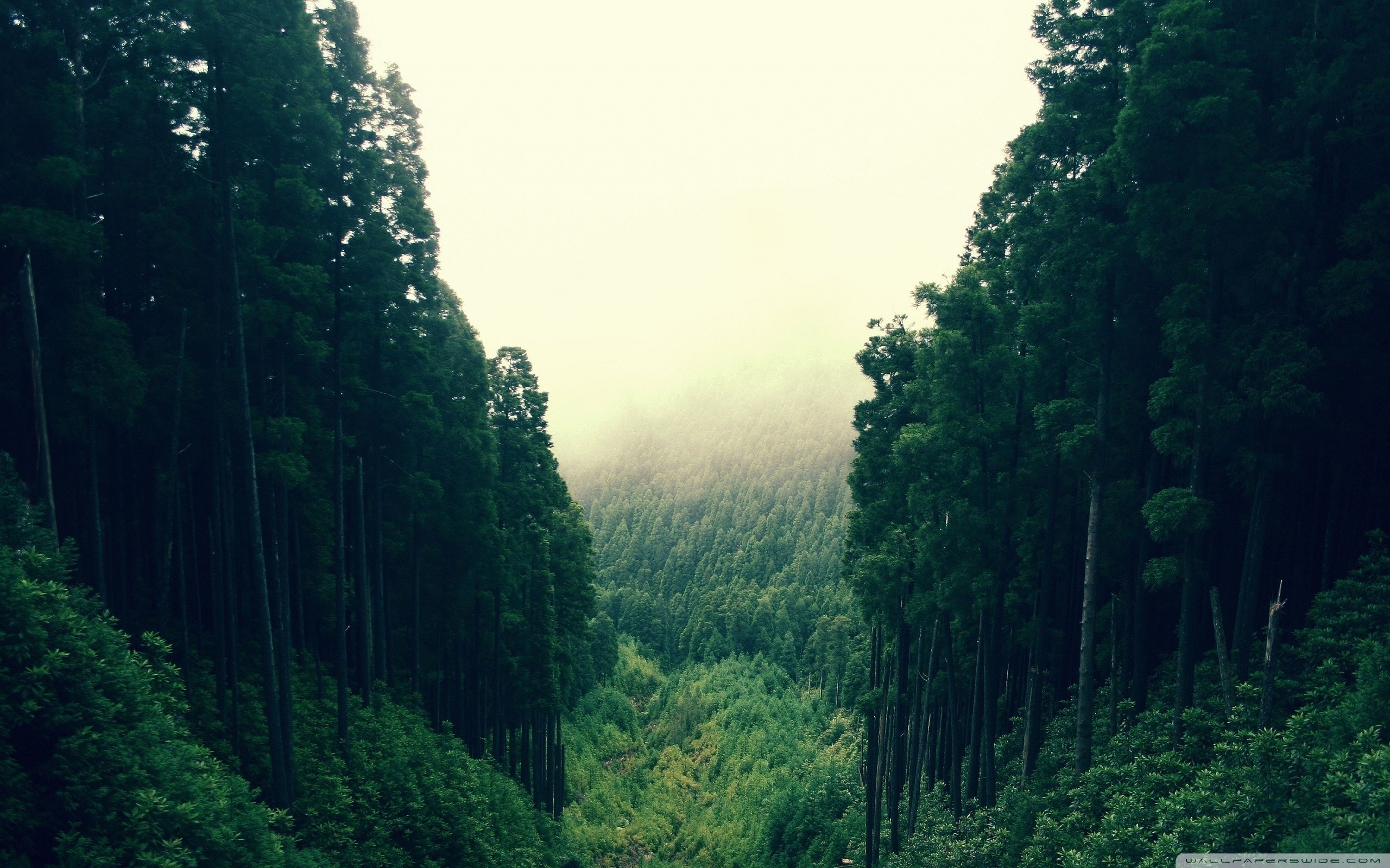 Mountain Forest Ultra HD Wallpaper