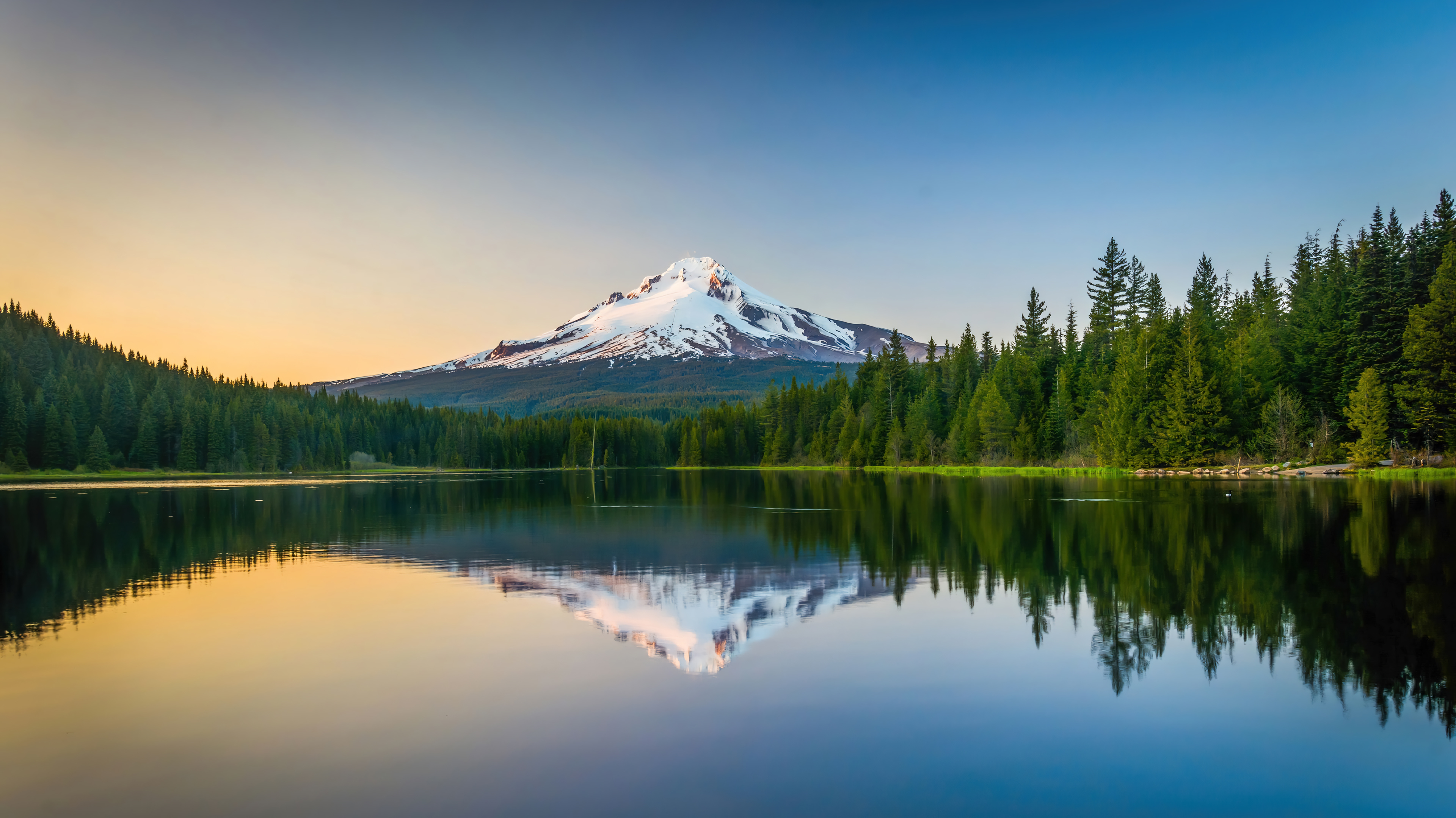 forest Wallpaper 4k HD