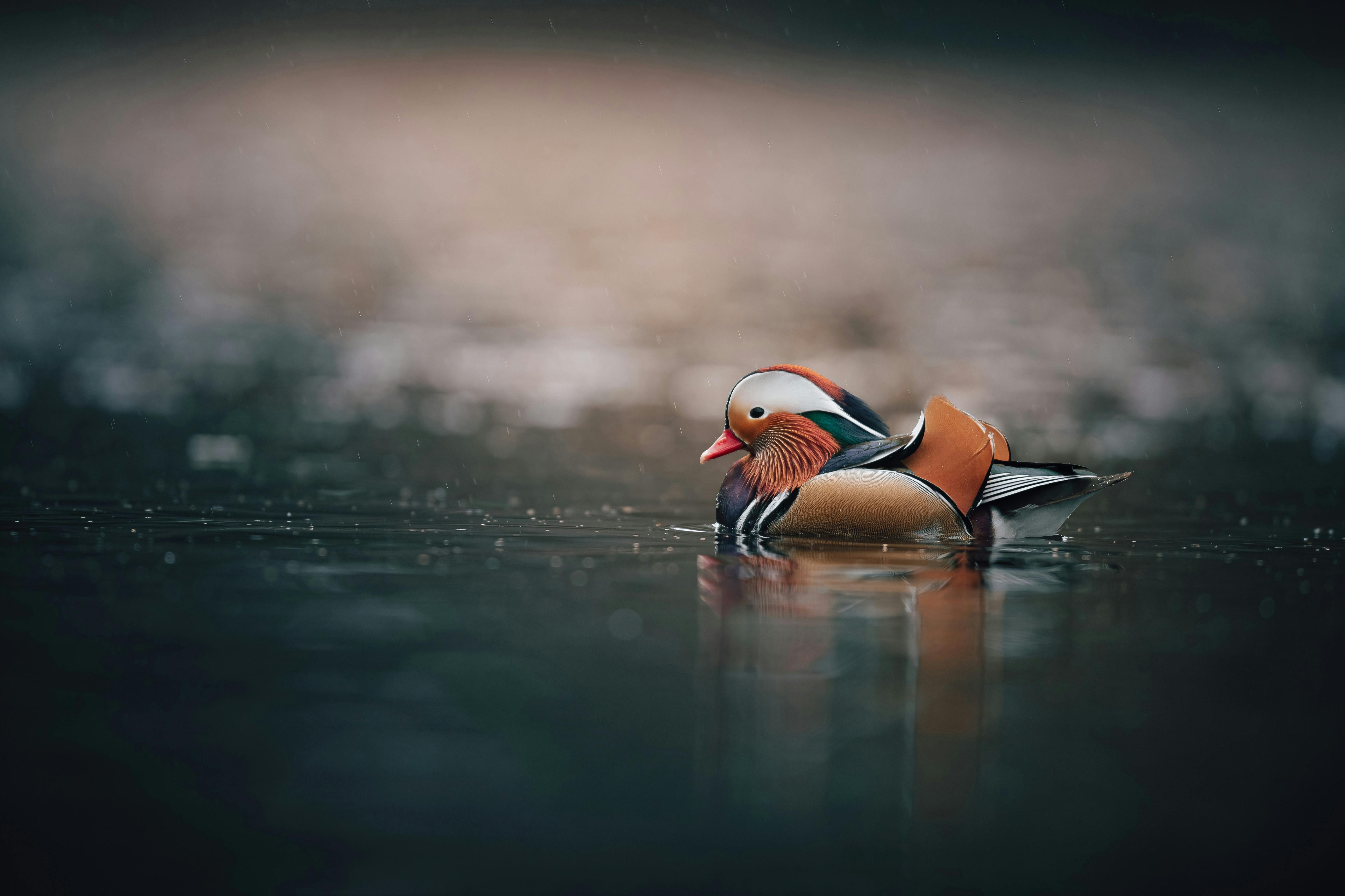 Mandarin Duck Photo, Download The BEST