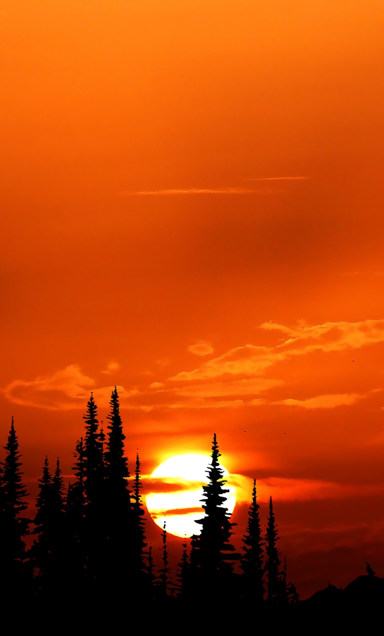 Sunset Orange Forest 4k