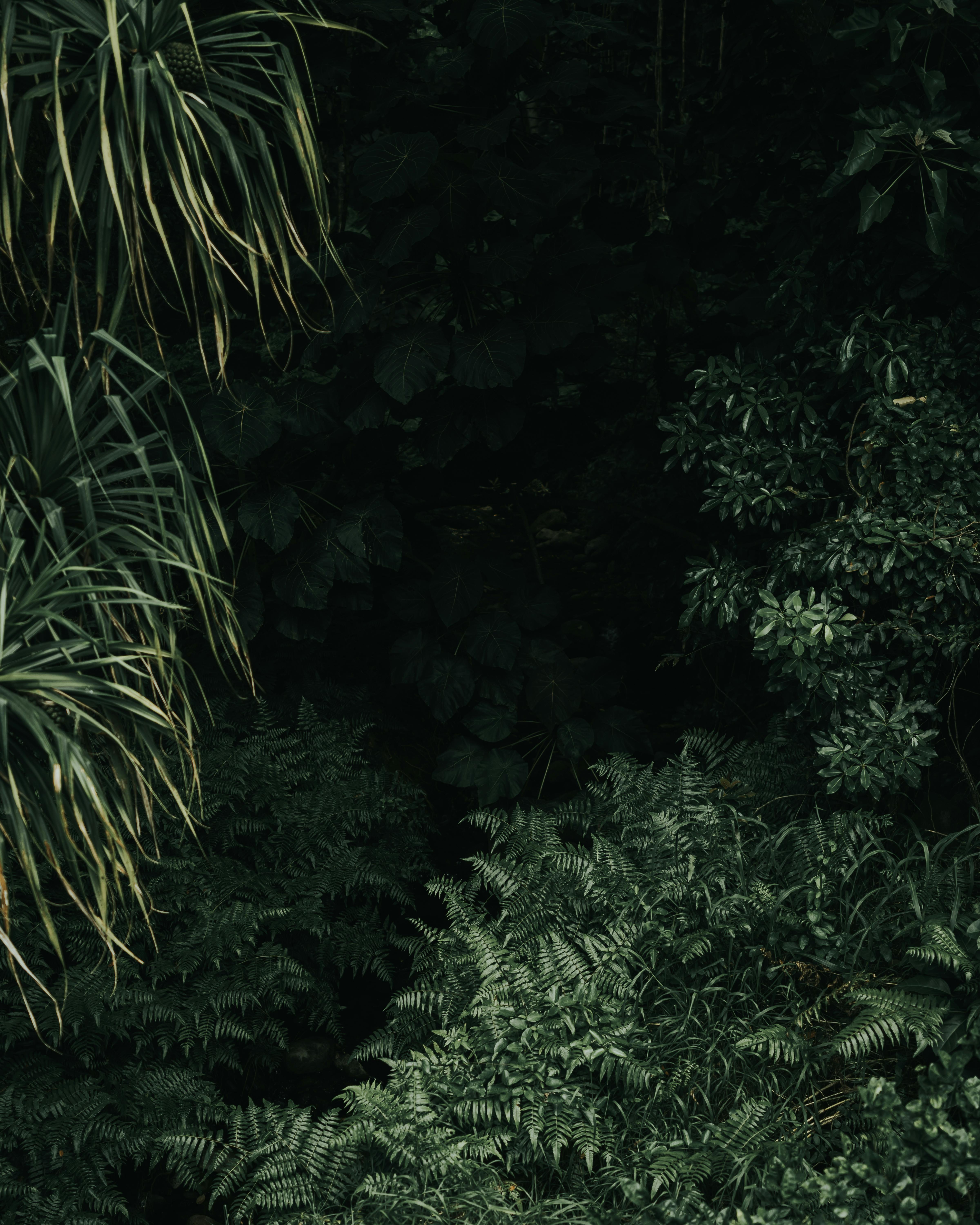 Jungle Background Photo, Download