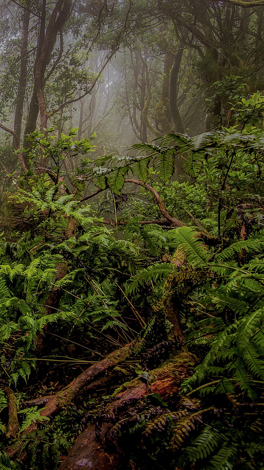 Download Nature Jungle Phone Wallpaper