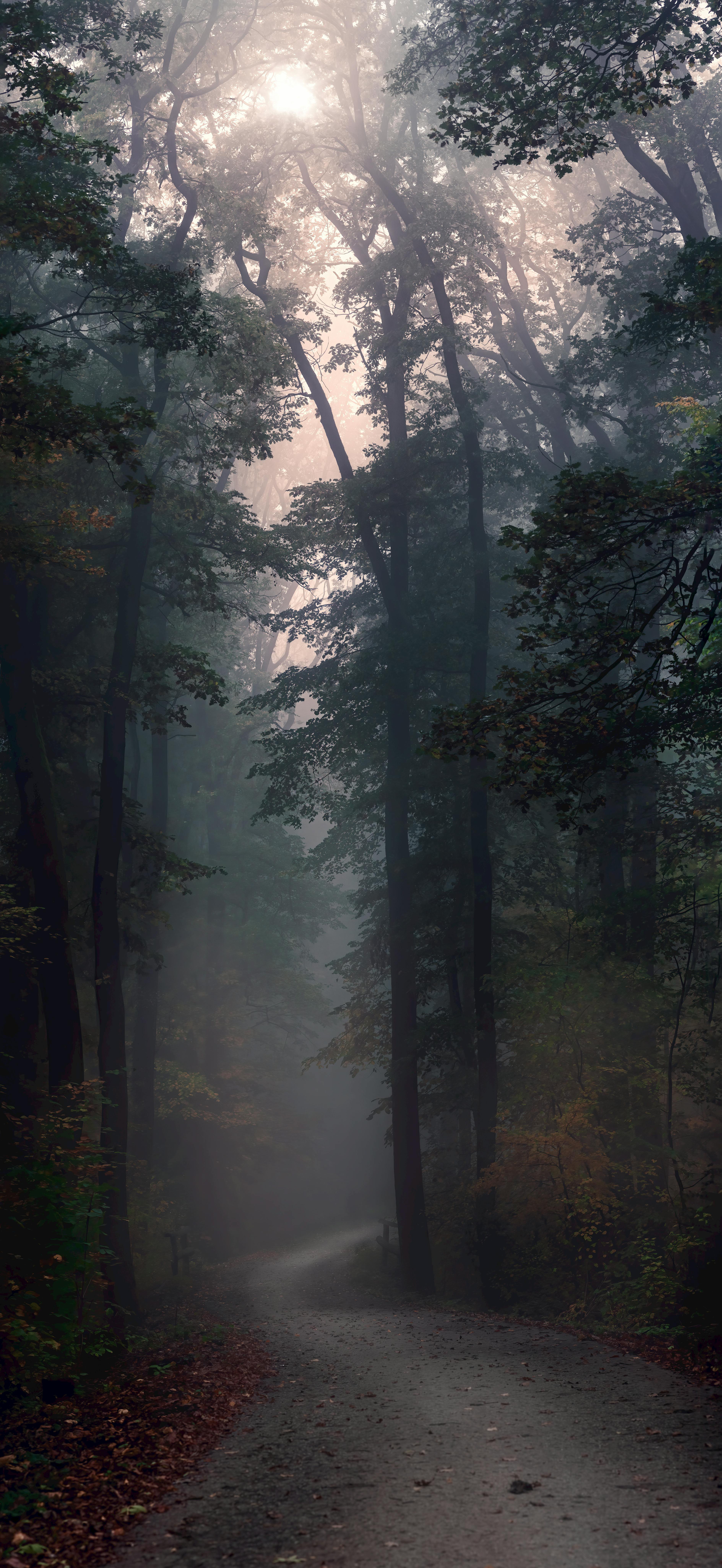 Dark Forest Wallpaper Photo, Download
