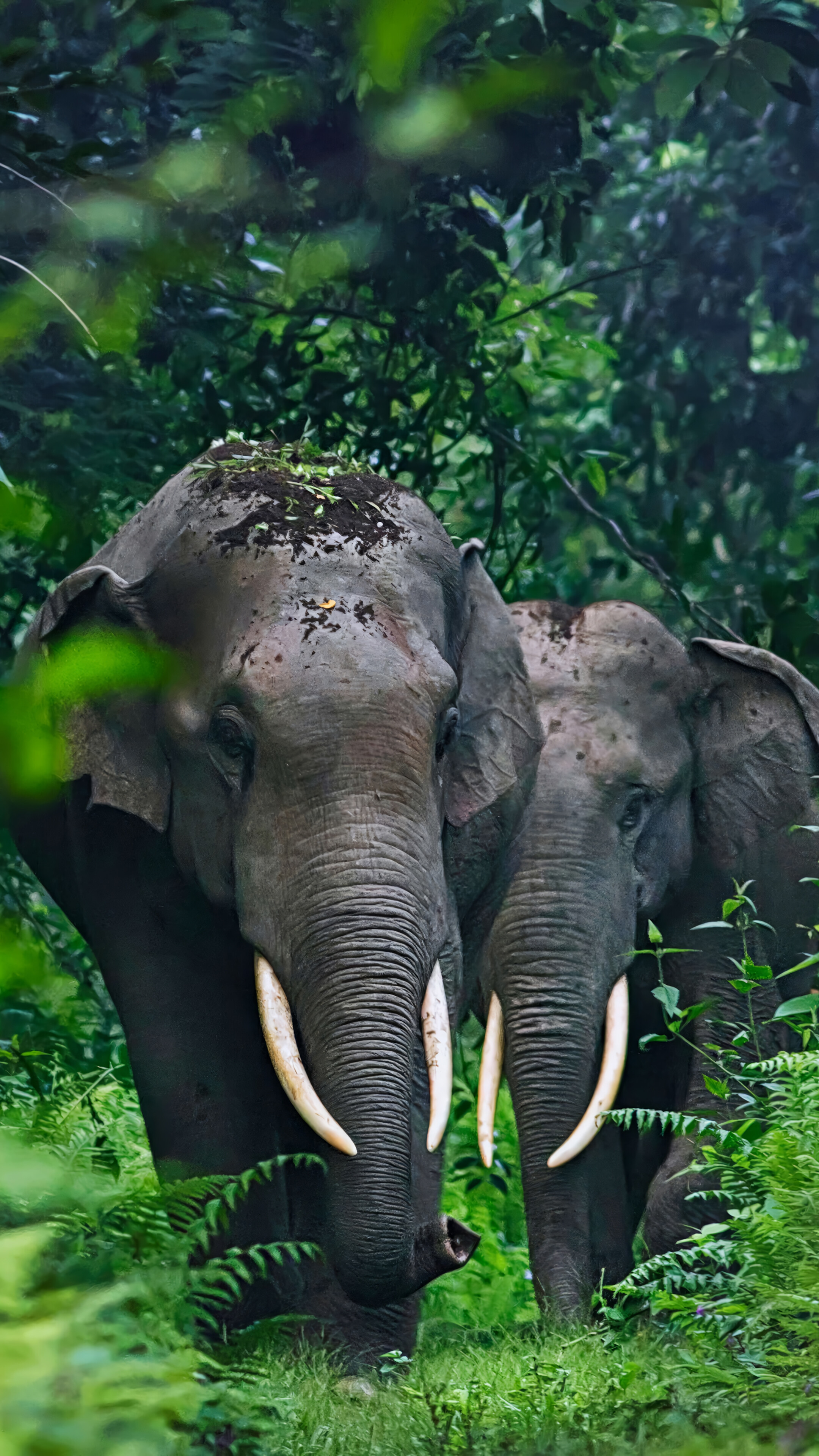 Elephant Animal Forest 4K Wallpaper