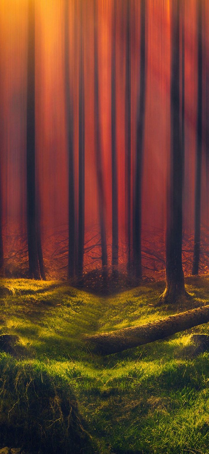 Jungle Trees Phone Wallpaper