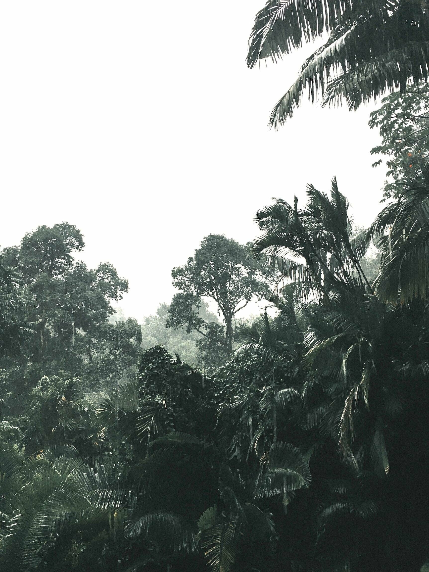 Rainforest Wallpaper