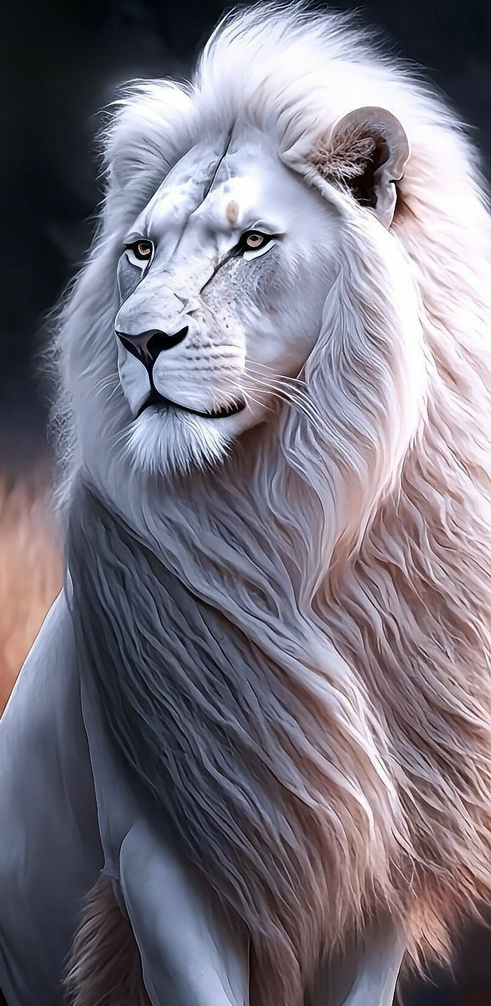 Lion Wallpaper