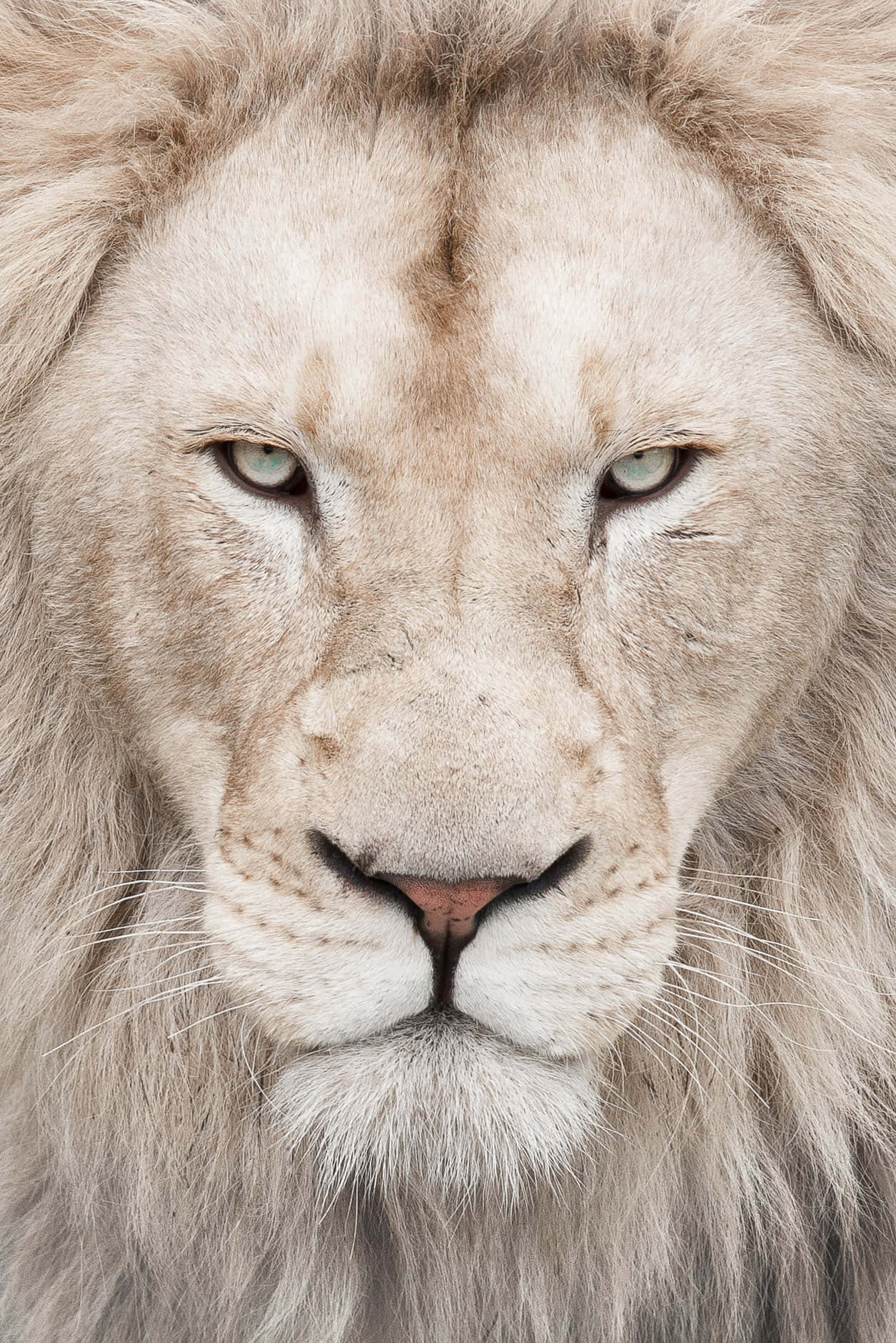 Download White Lion Face Wallpaper