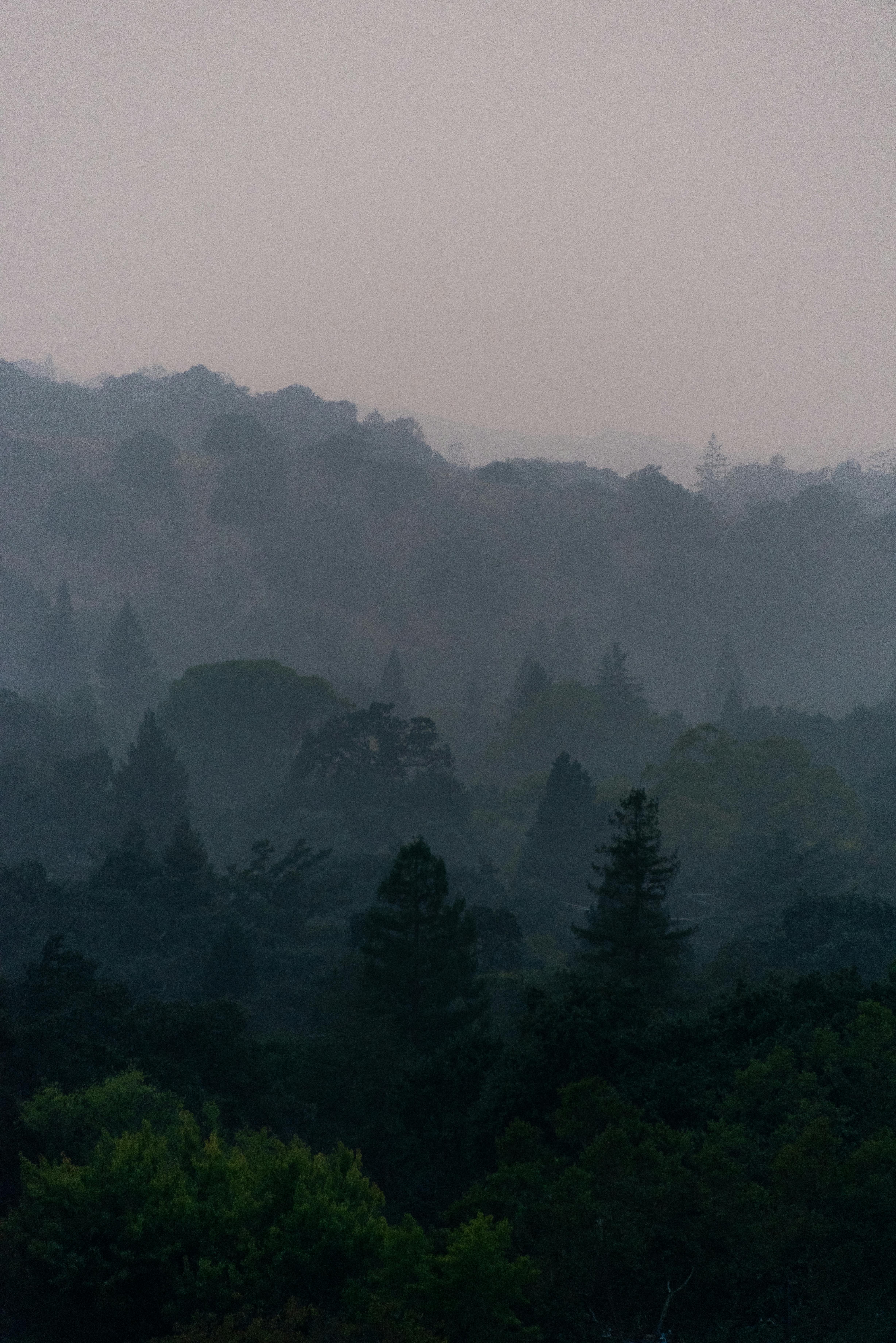 Lush forest covered with thick layer