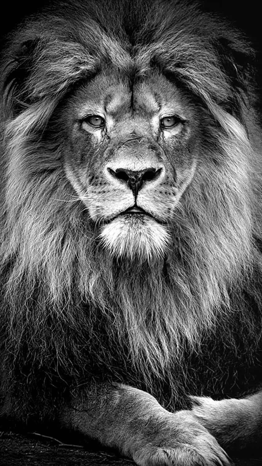 Majestic Black and White Lion Wallpaper