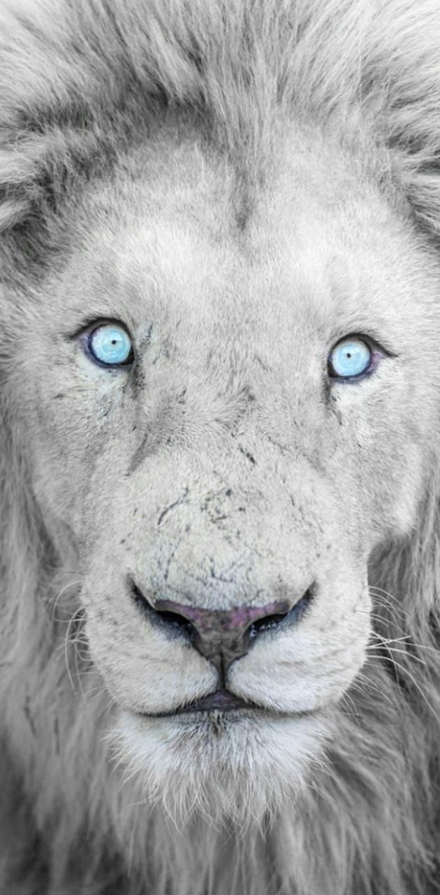 Lion wallpaper