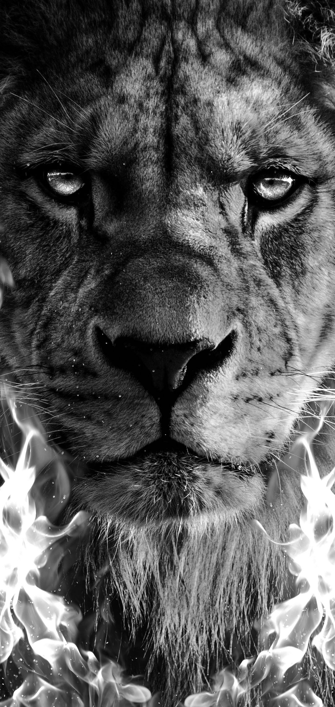 Mobile Lion Wallpaper Free