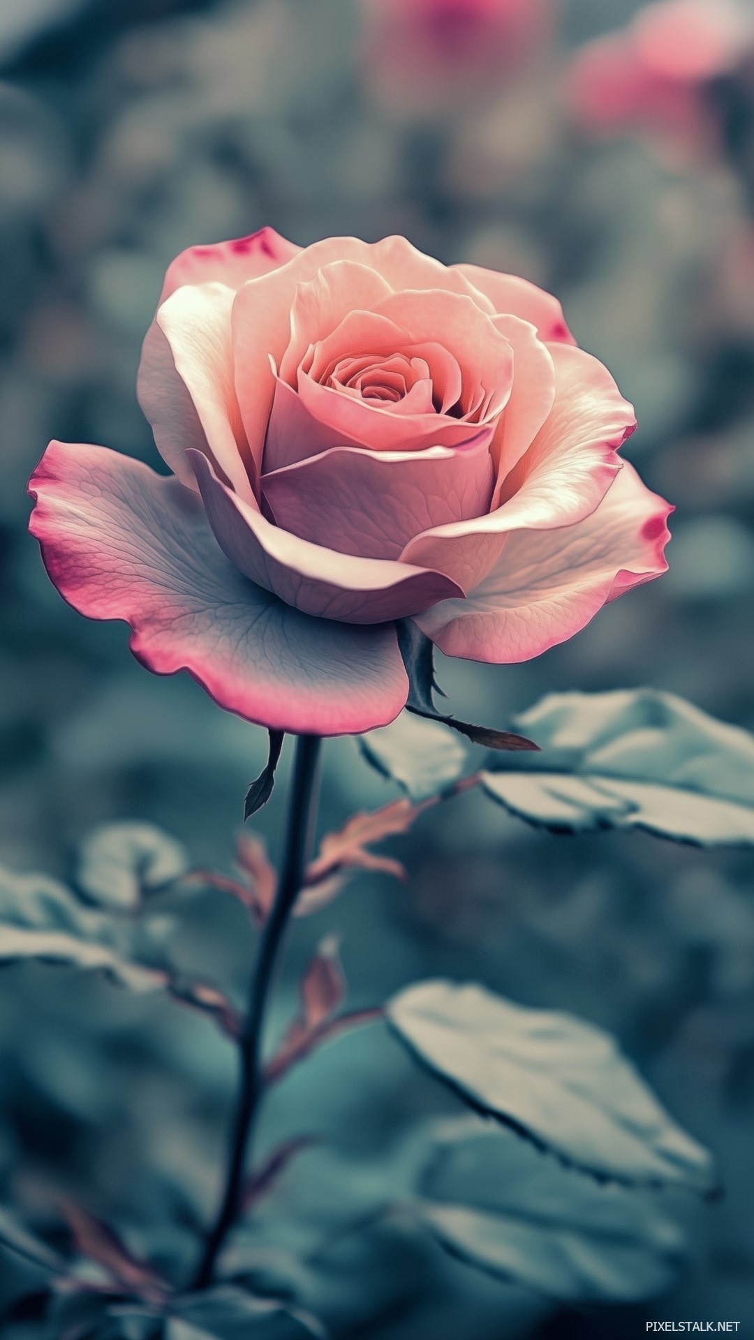Flowers Wallpaper for phone Free Download