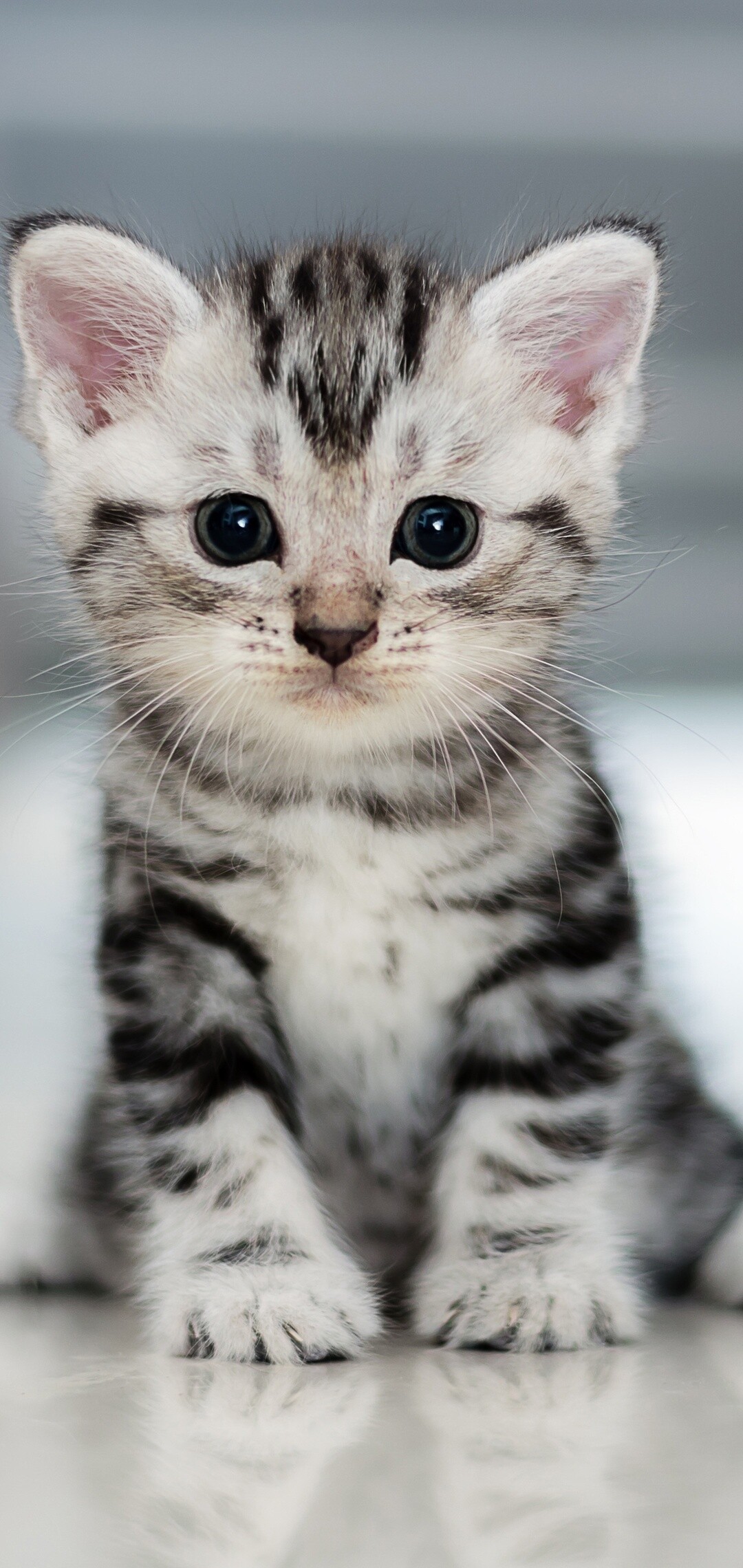 Kitten Wallpaper