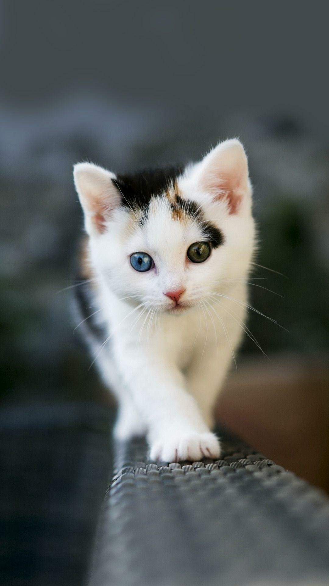 Kitten Wallpaper