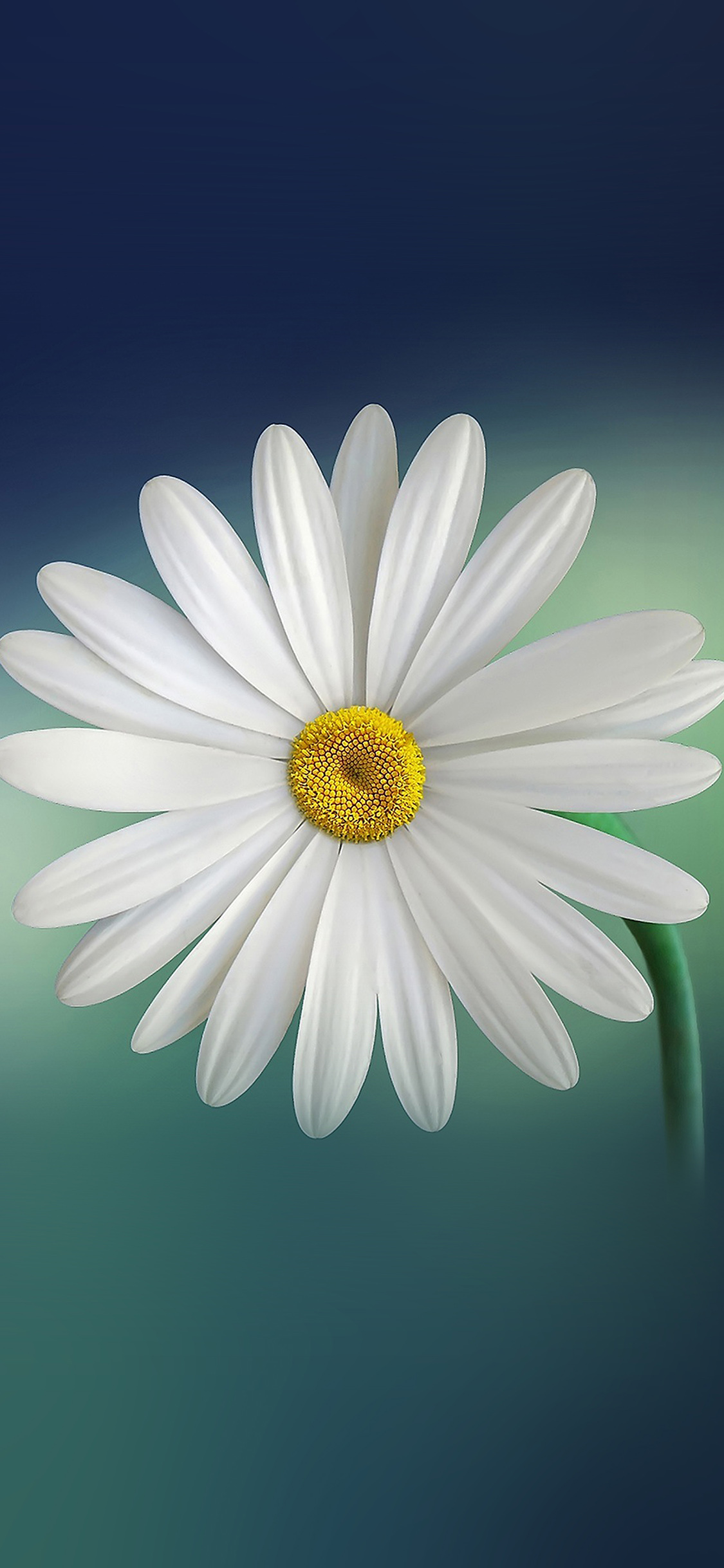 Flower Blue Green Nature Wallpaper