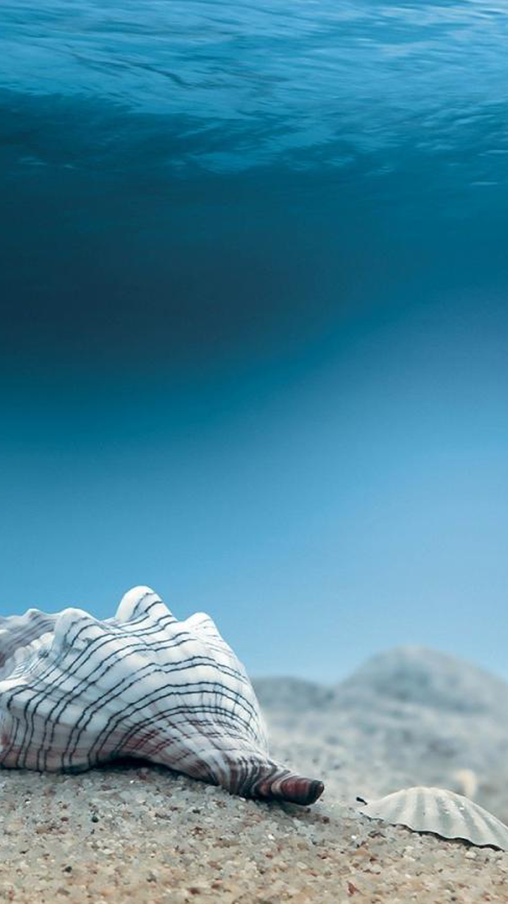 Ocean Life HD Wallpaper on Amazon