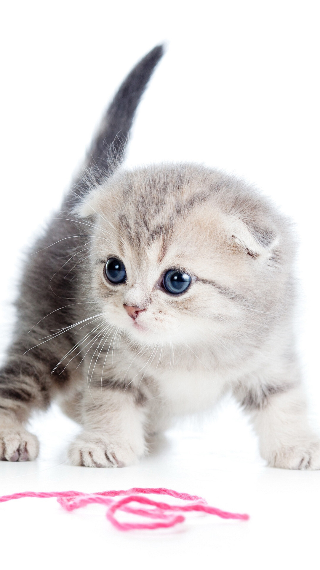 Scottish Fold Wallpaper