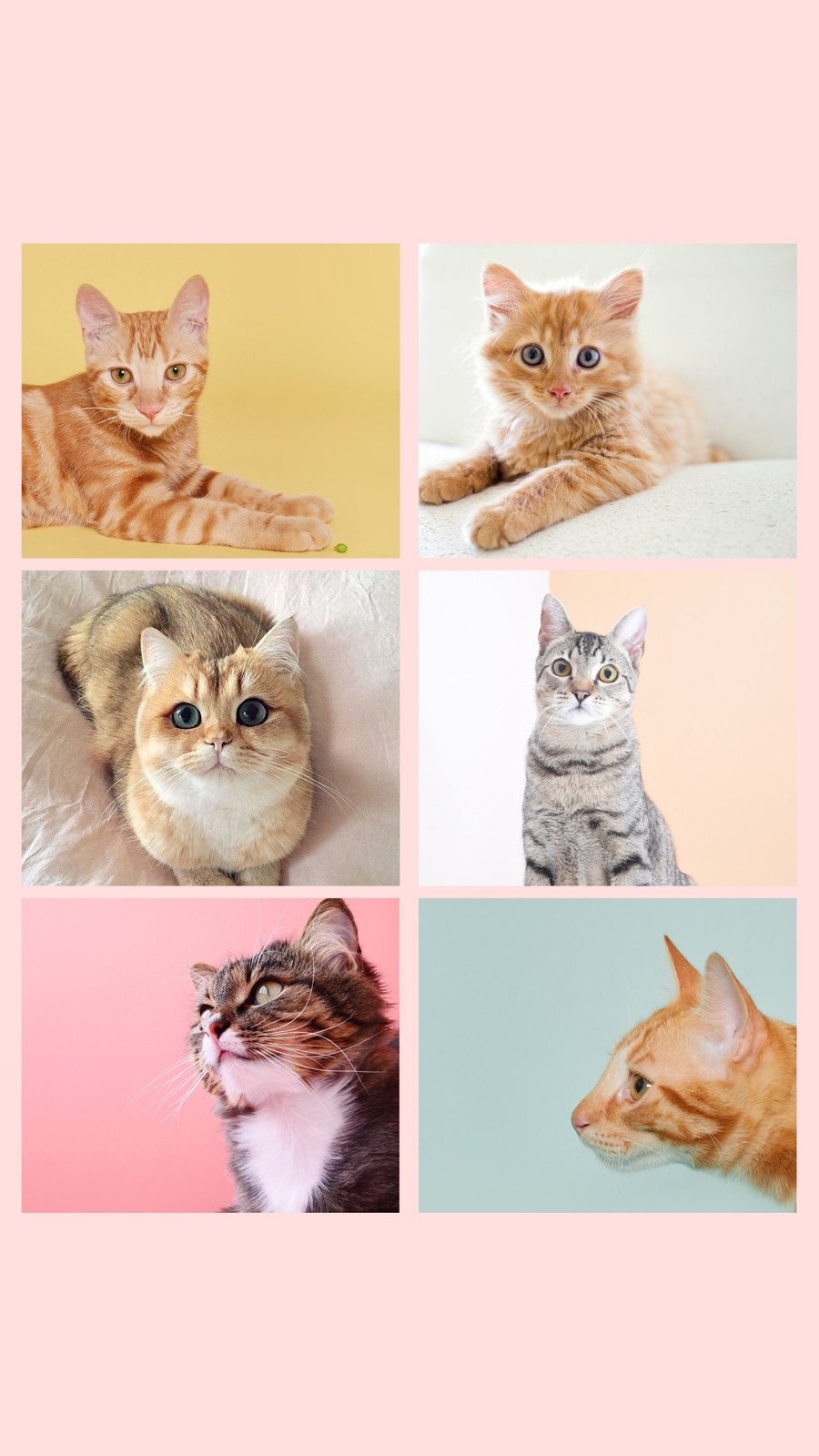 cat phone wallpaper
