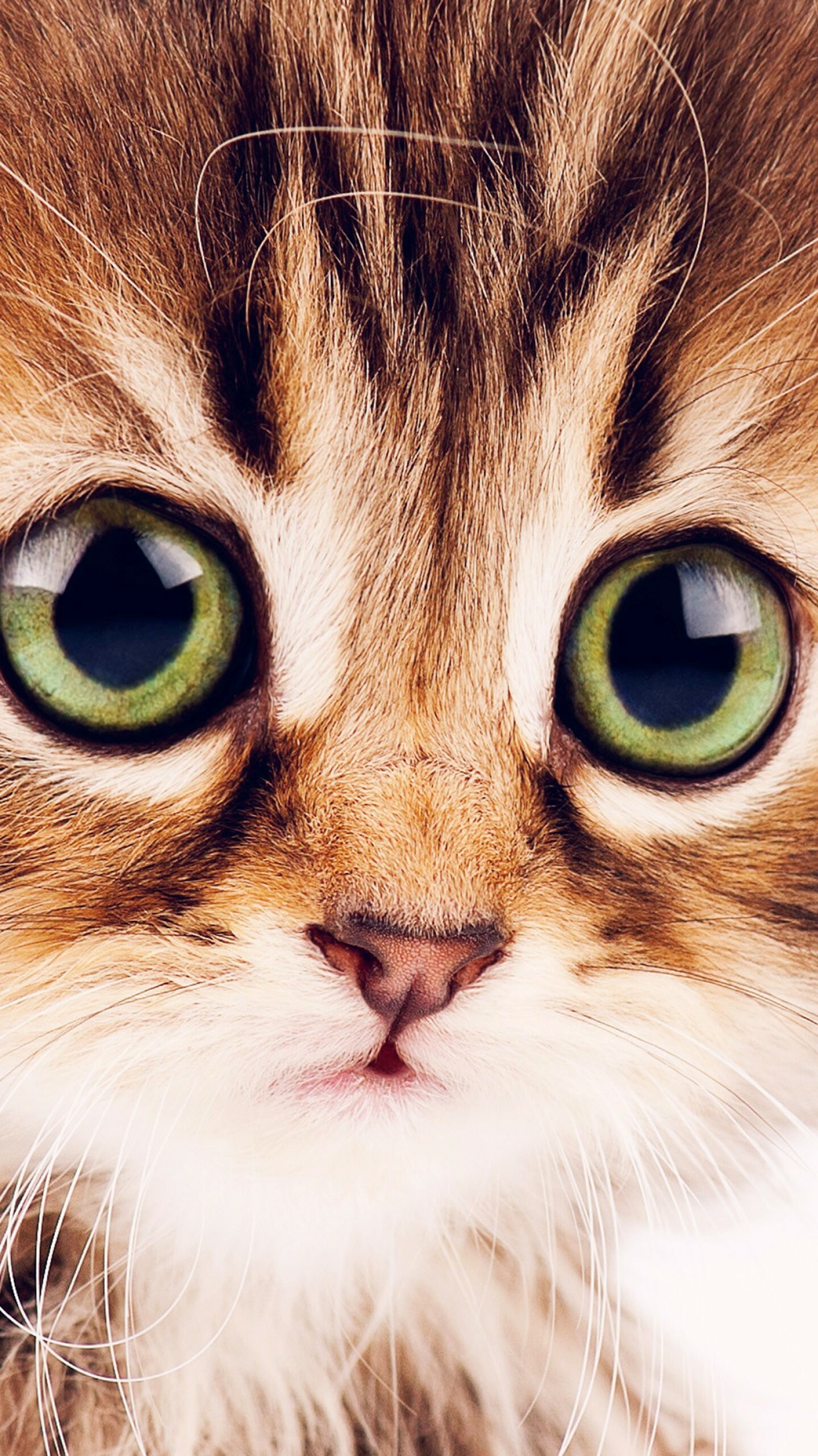 Kitten Wallpaper
