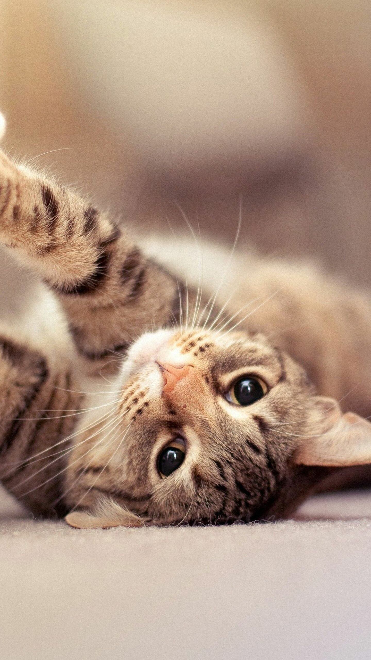 Kitten Wallpaper