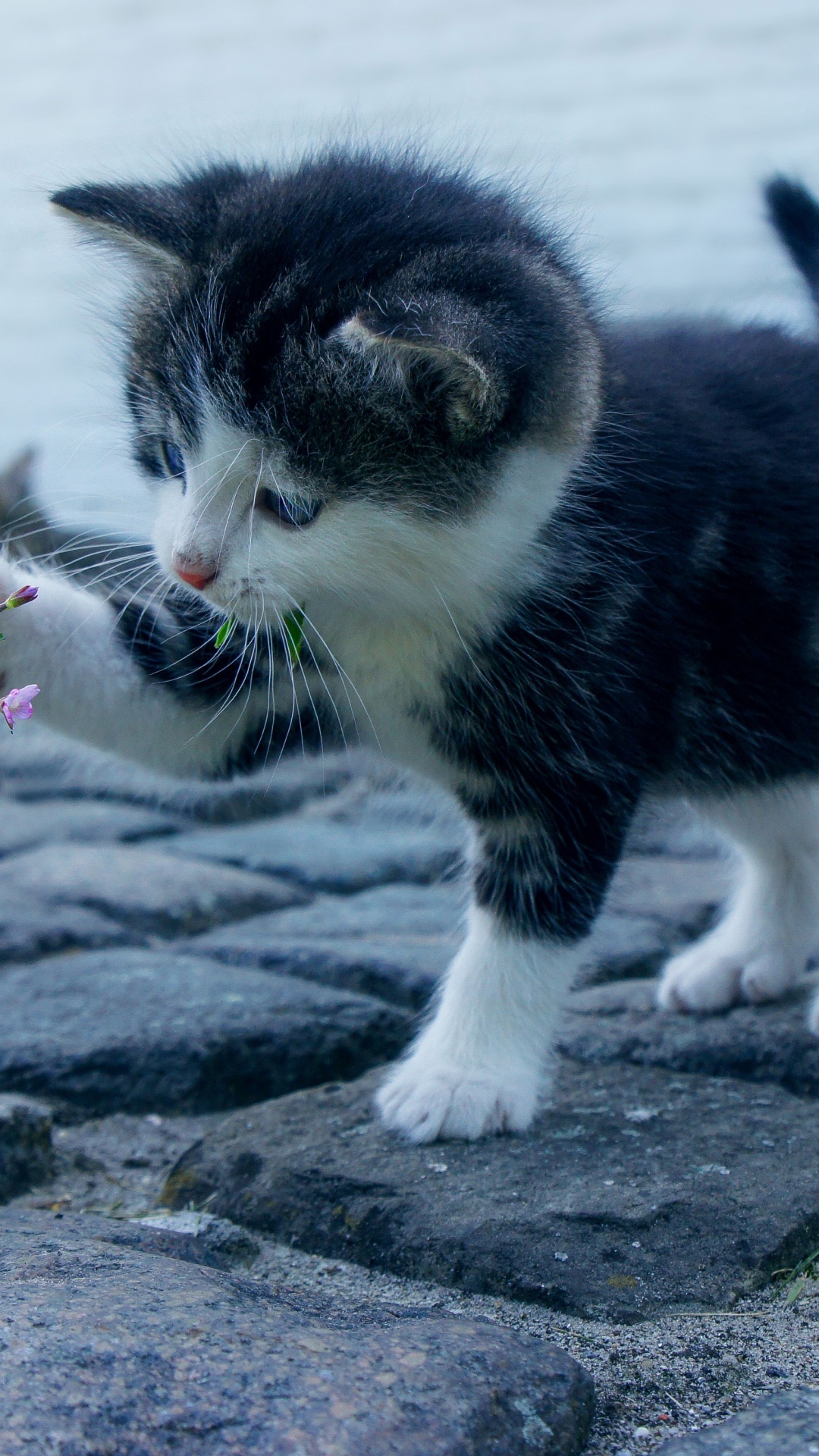 Kitten Wallpaper 4K, Adorable, Kitty