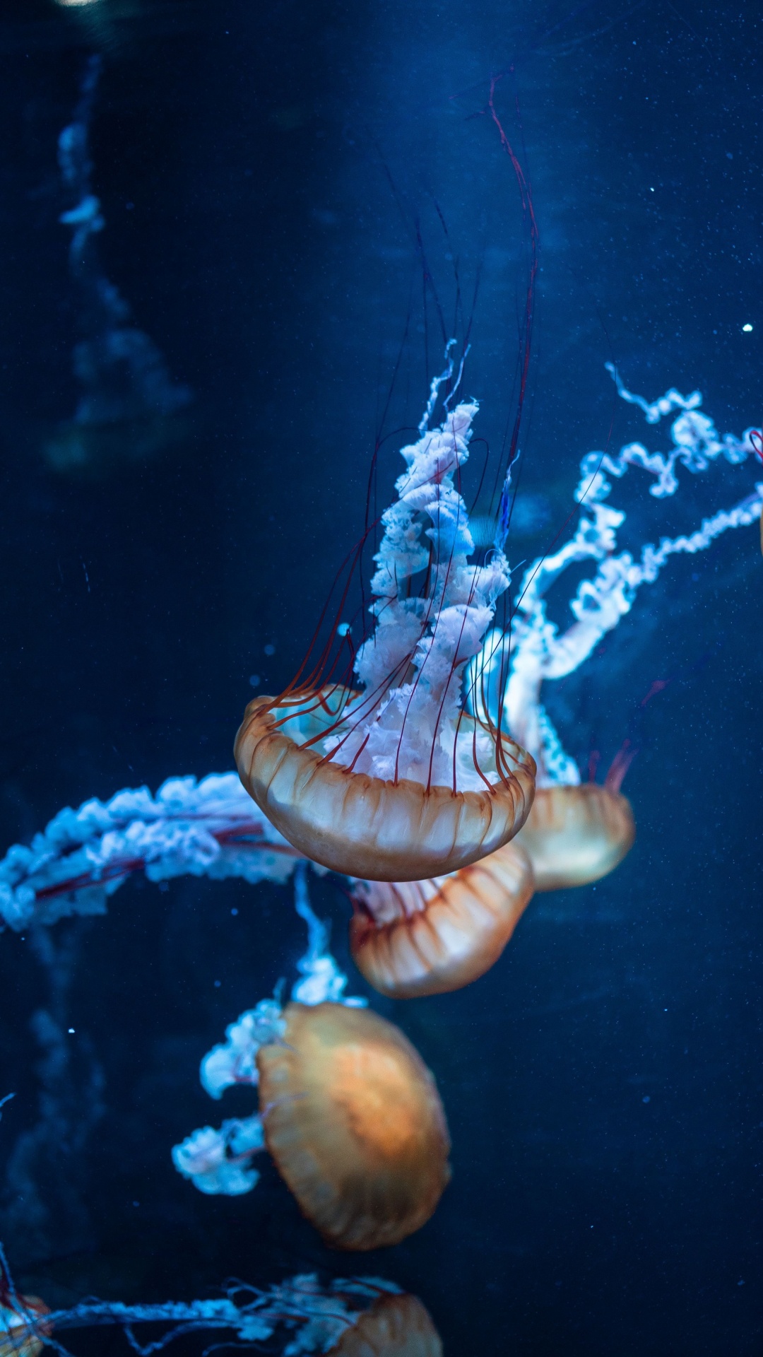 Marine Life Wallpaper